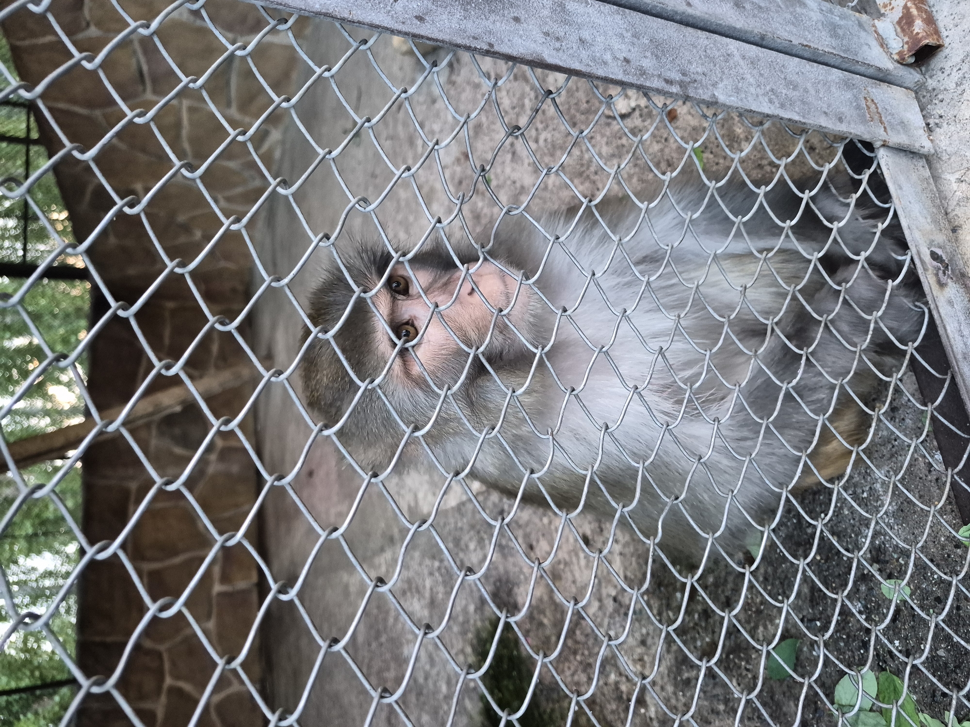 A monkey sits behind a chain-link fence in an outdoor enclosure. The monkey is facing right and looking off into the distance. Its fur is gray and white. The enclosure has a stone wall in the background and concrete flooring. The fence is made of diamond-shaped metal mesh. The image does not provide any specific location information within the city of Mrgavet, Armenia, nor does it depict any people or interactions.