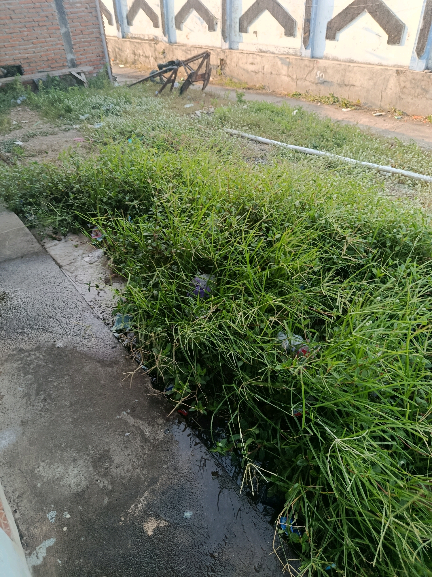 The image depicts an outdoor scene with a focus on overgrown vegetation and discarded items. A concrete walkway runs along the left side of the frame, appearing wet in some areas. Adjacent to the walkway is a dense patch of green grass, interspersed with small white flowers and various pieces of litter, including plastic bottles and wrappers.
In the background, a brick wall is visible on the left, with a concrete structure behind it. A decorative wall with a geometric pattern runs across the top of the image. Further back, a metal object that resembles part of a structure or discarded machinery is present. A white pipe runs horizontally through the grassy area towards the background. The environment appears to be unmaintained and shows signs of neglect. The scene is likely a roadside or undeveloped area within the city of Jobokuto, Indonesia, given the context. No people are visible in the image.