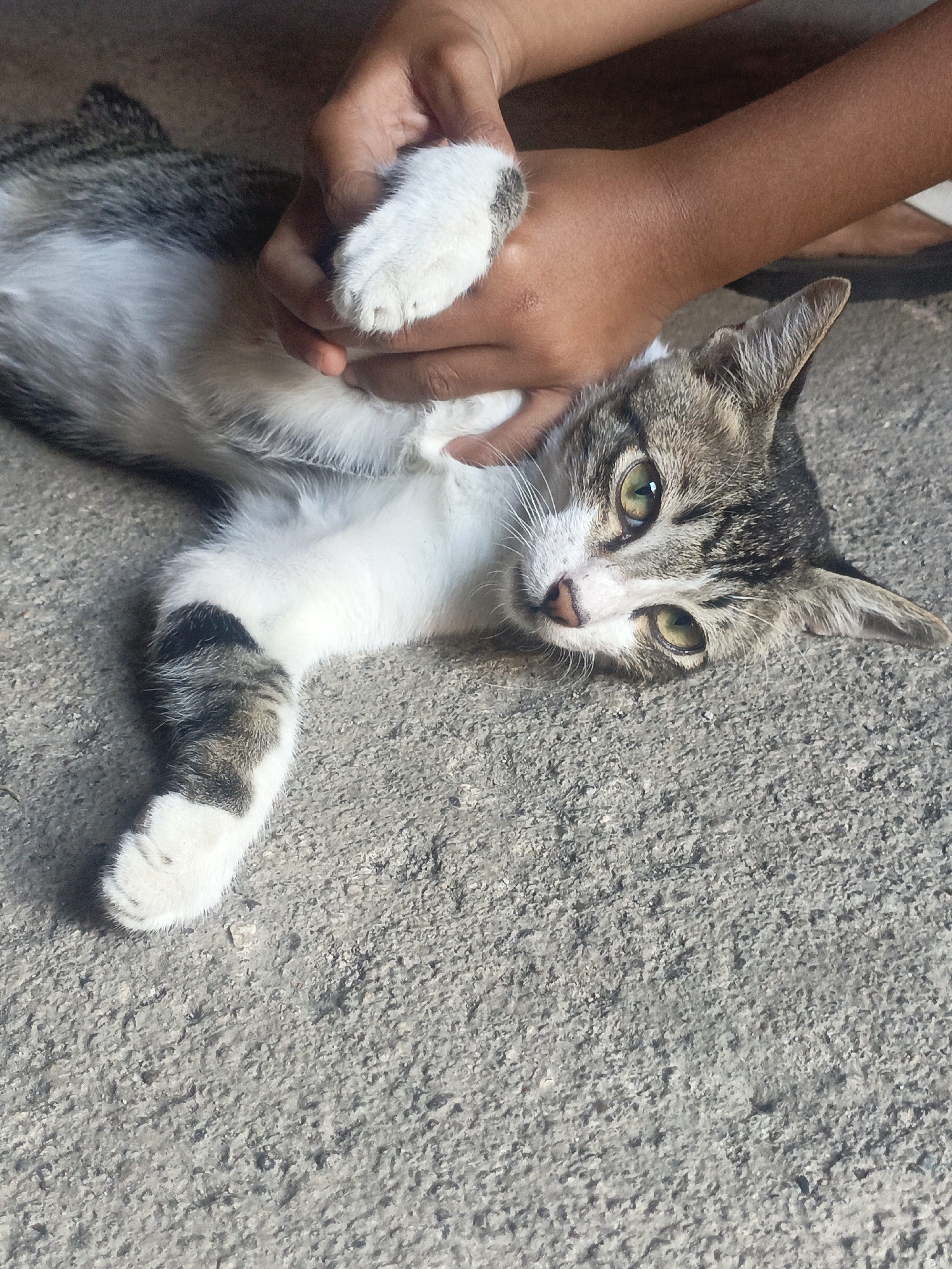 A tabby and white cat is lying on its back on a textured, gray surface that appears to be concrete. A person's hands are holding the cat's front paws, one hand appearing to be caressing the cat's chest and the other gently holding one of its paws. The cat has green eyes and a pink nose. The background is out of focus, but suggests an outdoor environment. The scene appears to be located in Lewoleba, Indonesia.