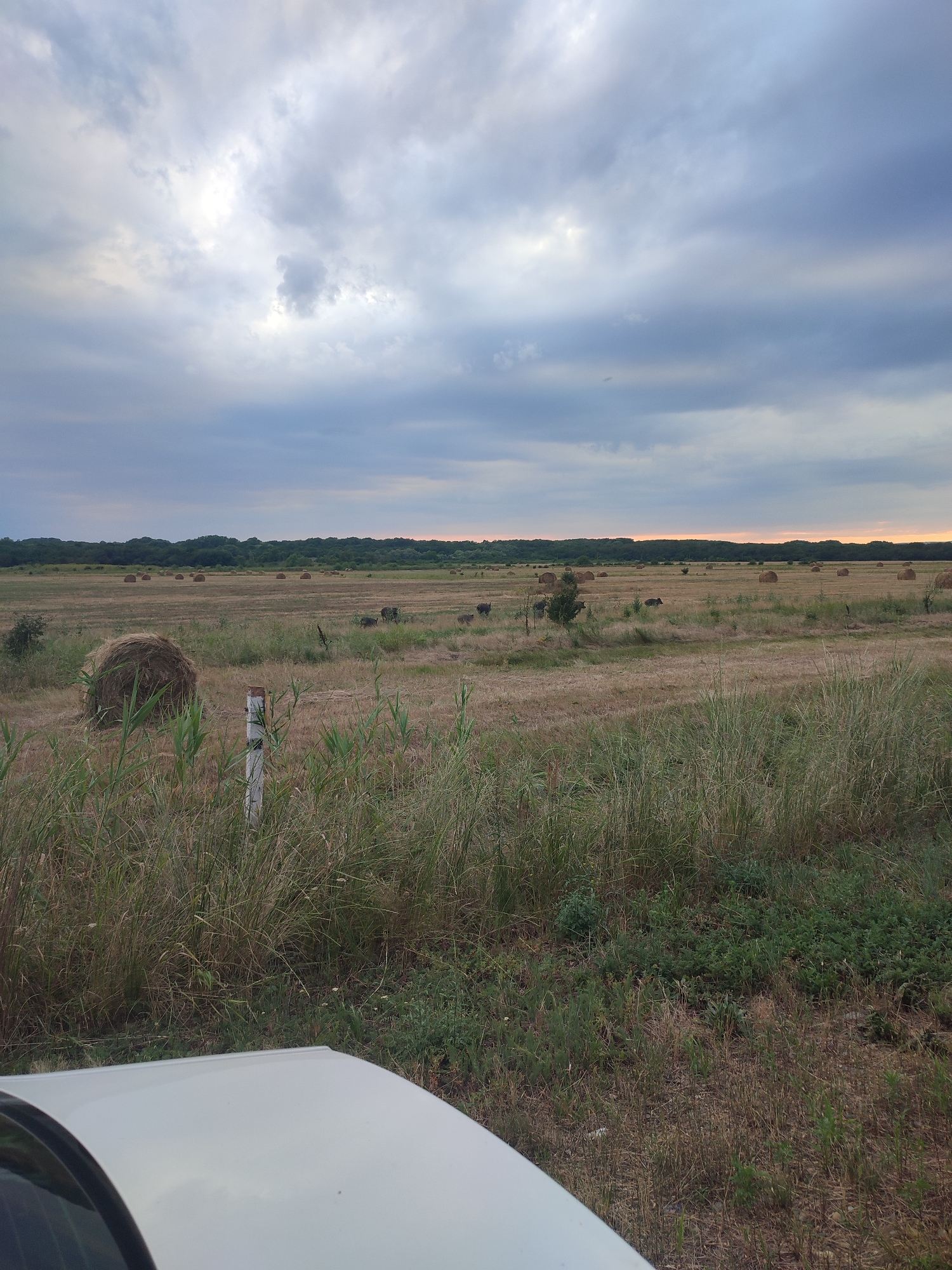 A wide shot captures a field with hay bales and several wild boars under a cloudy sky. In the foreground, the hood of a white vehicle is visible. The field is mostly dry grass with some taller green vegetation in the foreground. Several round hay bales are scattered across the field, with a cluster of wild boars grazing near the center of the frame. A line of trees forms the horizon in the background. The sky is filled with dramatic, dark clouds, with a hint of orange light suggesting either sunrise or sunset on the far right. This scene appears to be in or around the village of Тоннельный, Russia, a location known for its rural landscapes and proximity to natural environments.
