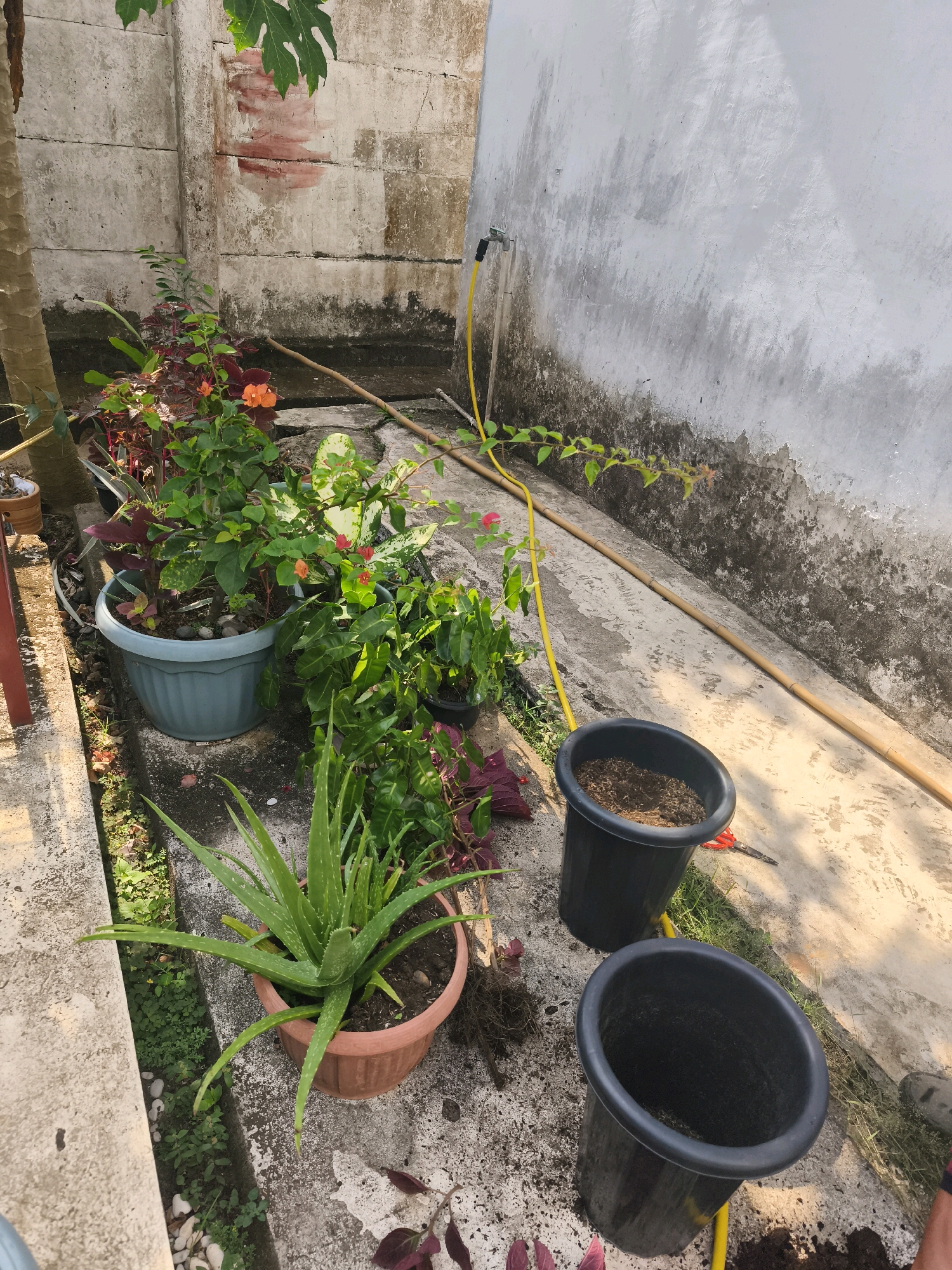 The image depicts an outdoor garden area adjacent to a weathered concrete wall, likely in Unknown, Indonesia. In the foreground, a large aloe vera plant sits in a terracotta pot. To its right are two black plastic pots, one partially filled with soil and the other empty. Behind the aloe vera, various potted plants with green and reddish foliage are arranged, including a light blue planter containing a larger green plant with small orange flowers. A yellow hose snakes across the ground, connected to a spigot on the wall. Scattered around are a few red leaves and small white stones. The ground is a rough concrete surface with patches of dirt and grass. The overall scene suggests a domestic garden preparing for planting or tending.
