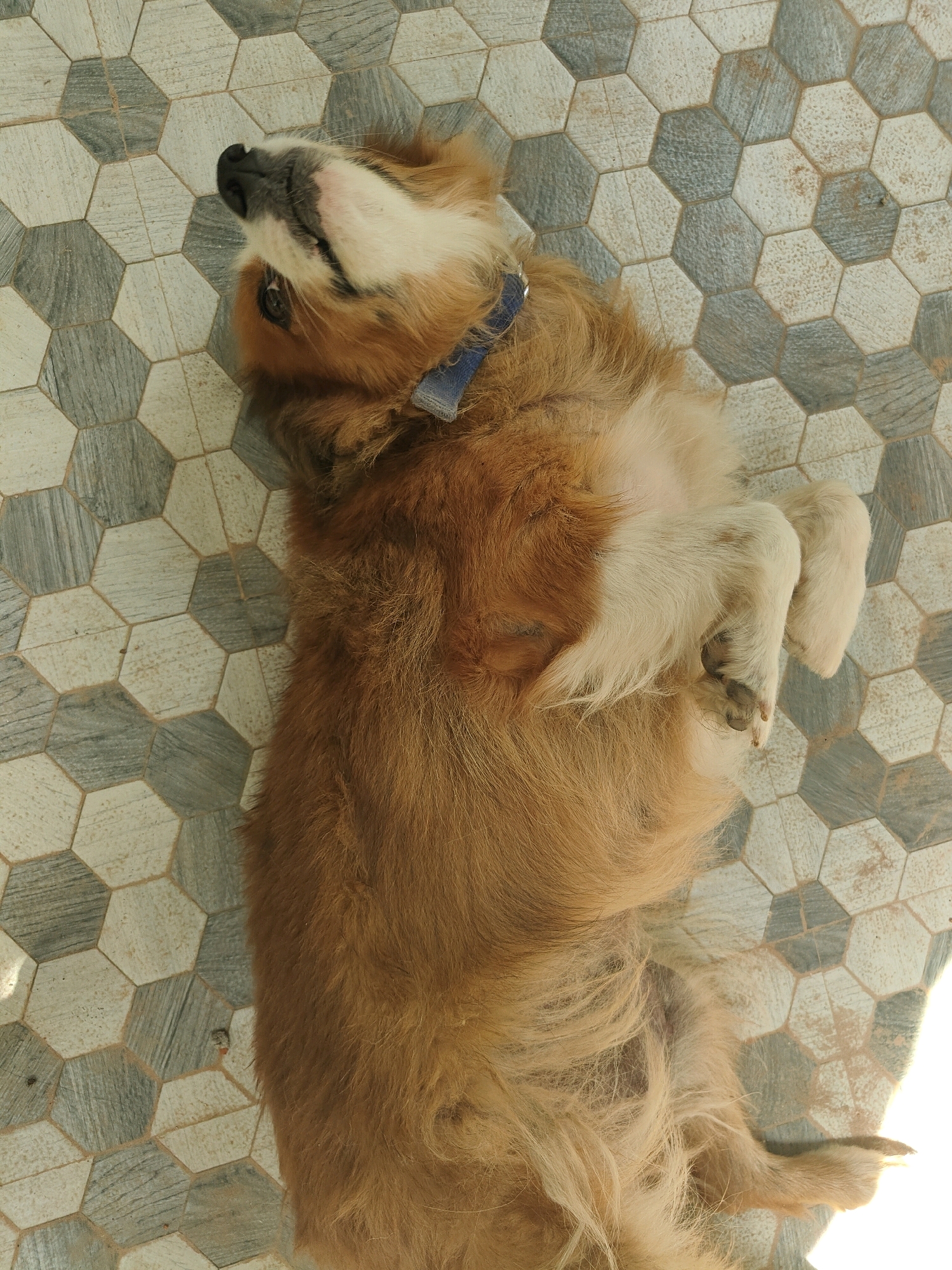 A medium-sized, long-haired dog with golden-brown and white fur is lying on its back on a hexagonal tiled floor. The dog is wearing a blue collar. The tiles are arranged in a pattern of alternating grey and beige hexagons. The dog's head is tilted upwards, and its mouth is slightly open. Its front paws are extended upwards, and its hind legs are bent. The lighting suggests it is daytime, with a strong light source coming from the right, casting a shadow. The scene appears to be outdoors or in a location with a tiled floor, potentially a patio or courtyard in Karapalli, India.