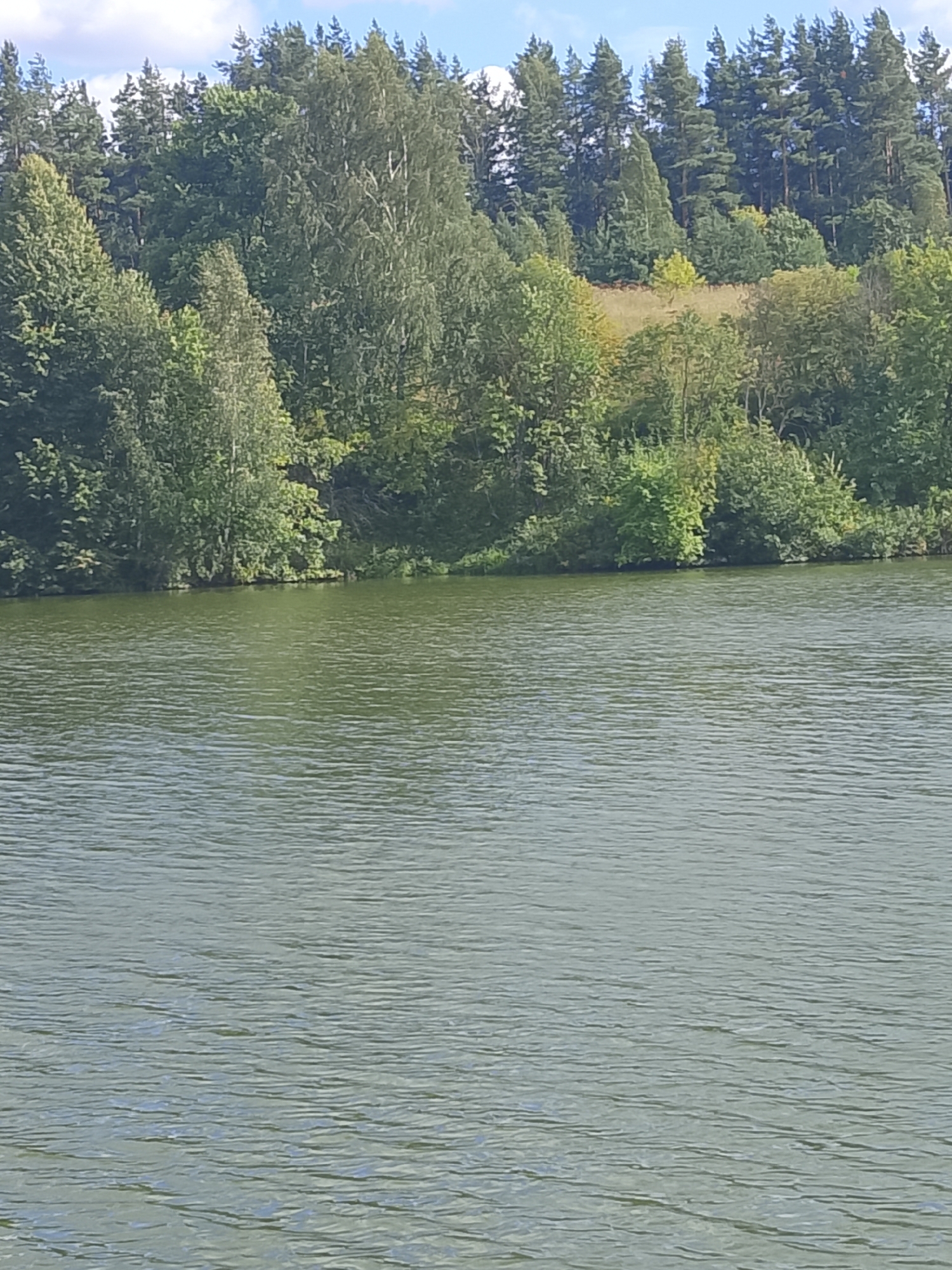 The image depicts a body of water, likely a lake or river, with a dense forest on the opposite bank. The water is calm with gentle ripples, reflecting the green hues of the surrounding trees and the blue of the sky. The trees are a mix of deciduous and coniferous, with varying shades of green. In the background, the forest continues up a gentle slope, with some areas of lighter vegetation, possibly meadows or drier ground. The sky is partially cloudy with patches of blue visible. The scene appears to be a natural landscape, likely a park or recreational area, given the proximity of a body of water and dense vegetation. The location is specified as Arfino, Russia, suggesting a rural or semi-rural setting. There are no people or man-made structures visible in the image.
