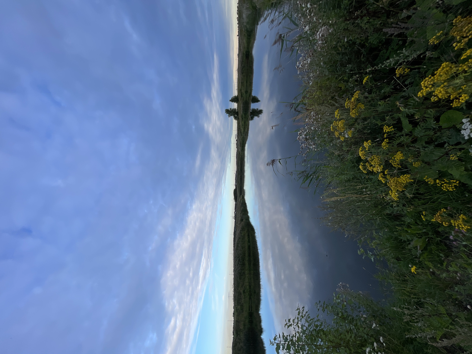 The image depicts a serene natural landscape, likely a pond or small lake, situated in a green area of Saint Petersburg, Russia. The sky is filled with a mix of pale blue and soft gray clouds, reflecting gently on the still surface of the water. On the far bank of the water, a line of green vegetation and some distant structures, possibly streetlights or utility poles, are visible under the overcast sky. The foreground is dominated by lush green grass and various wild plants, including clusters of bright yellow wildflowers and feathery white blooms, creating a textured and vibrant edge to the water. The overall impression is one of tranquility and natural beauty, with the reflections in the water adding a sense of depth and mirroring the sky above. There are no people or animals visible in the scene, and no discernible actions are taking place. The environment appears to be natural and undeveloped, typical of parks or recreational areas within or on the outskirts of a city.