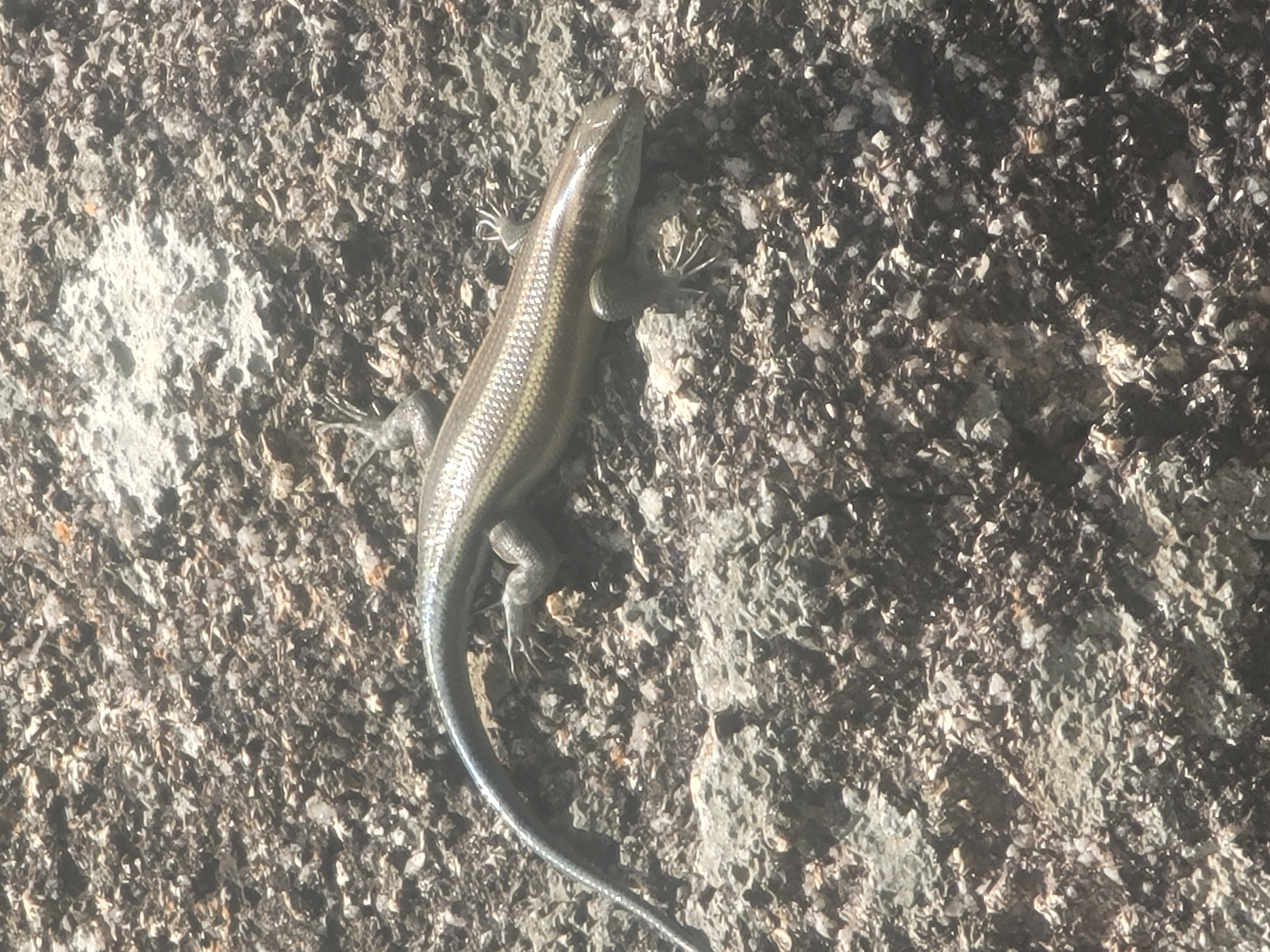 A lizard lies on a rough, grey surface. The lizard is slender with a smooth, metallic-sheen body, four short legs, and a long tail. No people are visible in the image. The environment is barren and rocky. There is no indication of the city of Barakin Akawo, Nigeria.