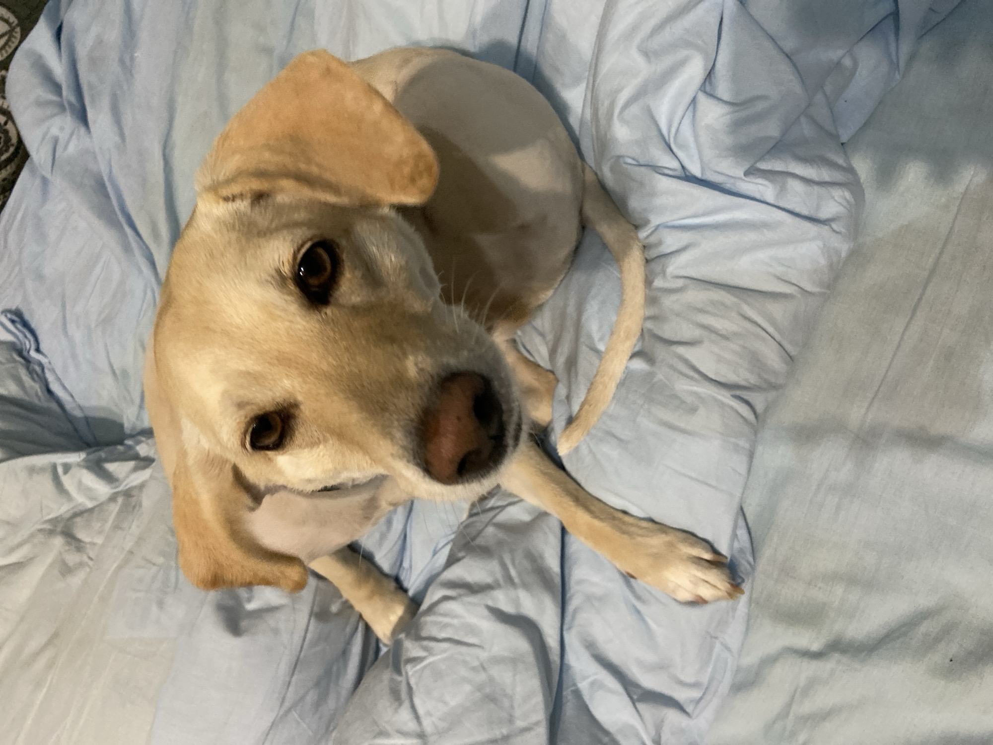 An overhead, medium shot captures a light-colored dog with dark brown eyes, a pinkish-brown nose, and tan ears, lying on a crumpled light blue comforter. The dog's body is partially shaved on its sides and hindquarters. The dog's head is turned towards the camera, and its front paws are extended forward. The background consists of the textured blue comforter, creating a soft, unlit environment. The scene is likely indoors, given the presence of the comforter. The image does not provide any information about the city of Tuymazy, Russia.