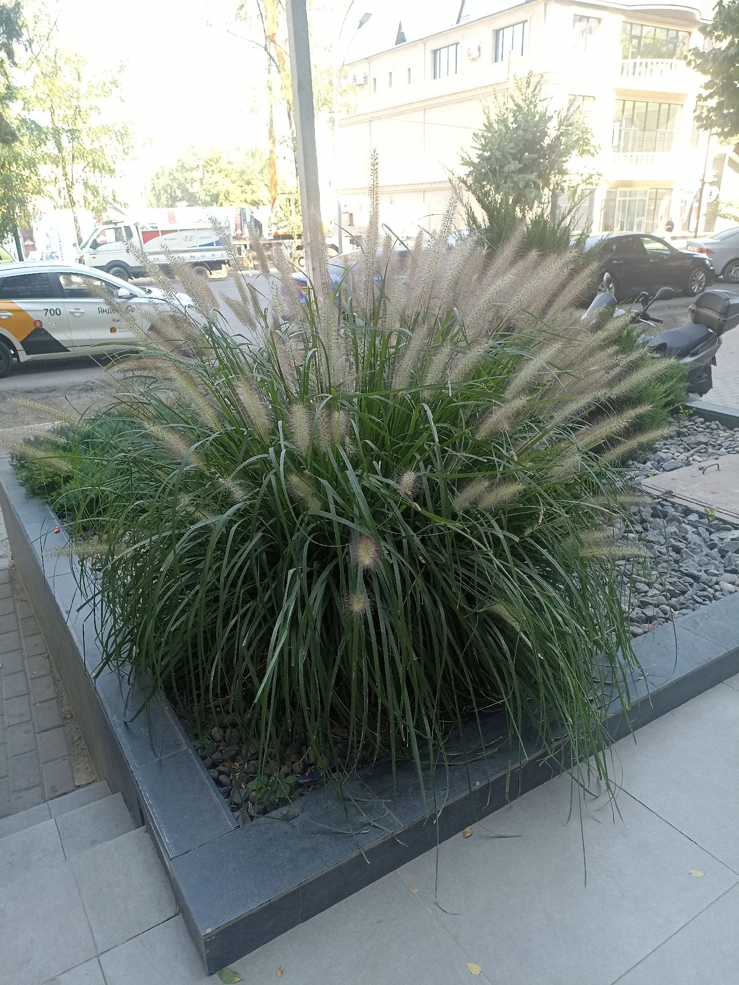 A medium shot captures a decorative bush with feathery plumes, possibly Pennisetum, situated in a planter bed filled with dark grey stones. The planter bed is enclosed by a dark grey, tiled structure. To the left of the planter, there are grey tiled stairs leading down. In the background, a white truck with the Hyundai logo and "PORTER" visible is parked on the street. Adjacent to the truck, a white car with yellow and black markings and the number "700" is also parked. Further in the background, a dark-colored car and a motorcycle are visible. A light-colored building with multiple windows and balconies is present on the right side of the frame. The scene appears to be an urban environment, likely in the city of Osh City, Kyrgyzstan, given the available information. The sky is bright, suggesting daylight. There are no people clearly visible in the frame.