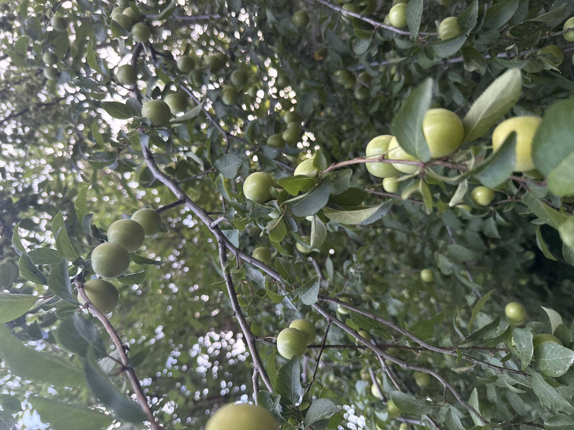This media file depicts a close-up, low-angle view of a plum tree branch laden with unripe green plums. The image is filled with clusters of these fruits, some appearing singly and others in small groups, interspersed with dark green leaves. The branches are thin and somewhat wiry, with a rough texture. The background is a soft blur of dappled sunlight filtering through the leaves, creating a bokeh effect with bright, out-of-focus circles of light against the darker foliage. This suggests an outdoor setting on a bright day, likely late morning or early afternoon given the strong sunlight. The perspective looking upwards into the tree canopy implies the viewer is standing beneath the tree. There is no visible text or human activity. The overall impression is one of natural abundance and the quiet growth of fruit, with the vibrant green of the plums and leaves suggesting a season of growth and potential ripeness. The location context places this scene in Zaporizhzhia, Ukraine.