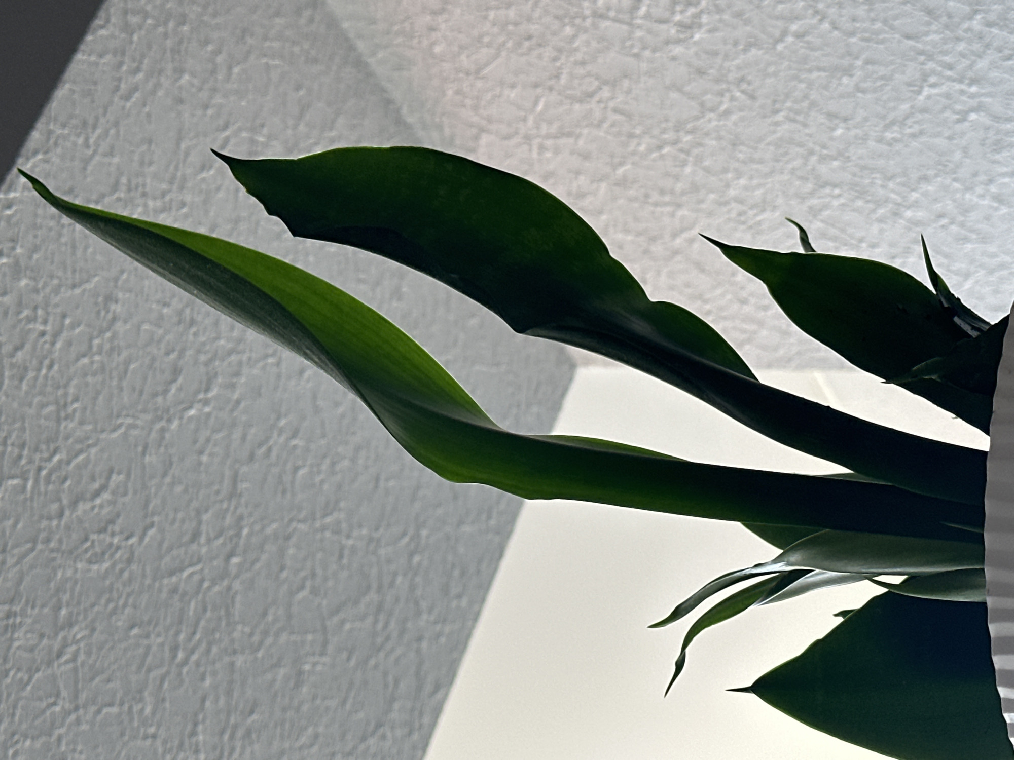 The image shows a close-up, low-angle shot of the dark green leaves of a snake plant (Sansevieria trifasciata) emerging from a white ribbed planter. The leaves are long, pointed, and somewhat glossy, with some catching the light and appearing brighter green. The background consists of a textured white wall and a ceiling with a subtle pattern, both illuminated by a light source casting shadows. The scene appears to be indoors, likely in a residential or office setting, and there is no indication of the city of Nevinnomyssk, Russia, or any other specific location.