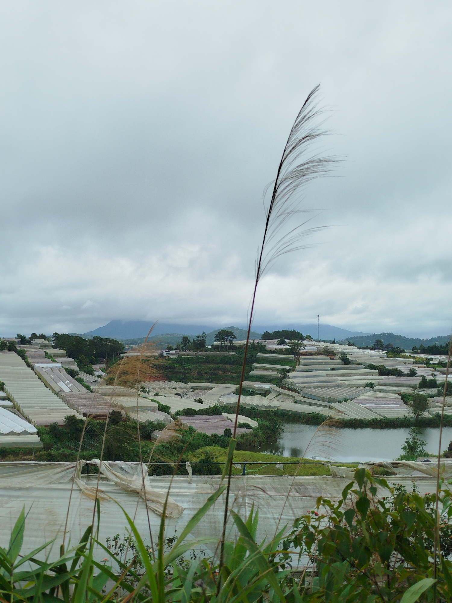 The image captures a panoramic view of a valley in Cam Ly - Da Lat, Vietnam, characterized by extensive agricultural greenhouses. The foreground features tall, wispy grass blades against a backdrop of lush green foliage and a calm body of water. In the mid-ground and background, numerous white-tented greenhouses are neatly arranged on rolling hills, creating a textured landscape. A dark, reflective lake is visible in the middle of the valley, surrounded by dense greenery and more greenhouses. The sky is overcast with heavy, gray clouds, casting a diffused light over the scene and obscuring the distant mountains. The overall impression is one of a vast, cultivated agricultural area under a muted, cloudy sky.