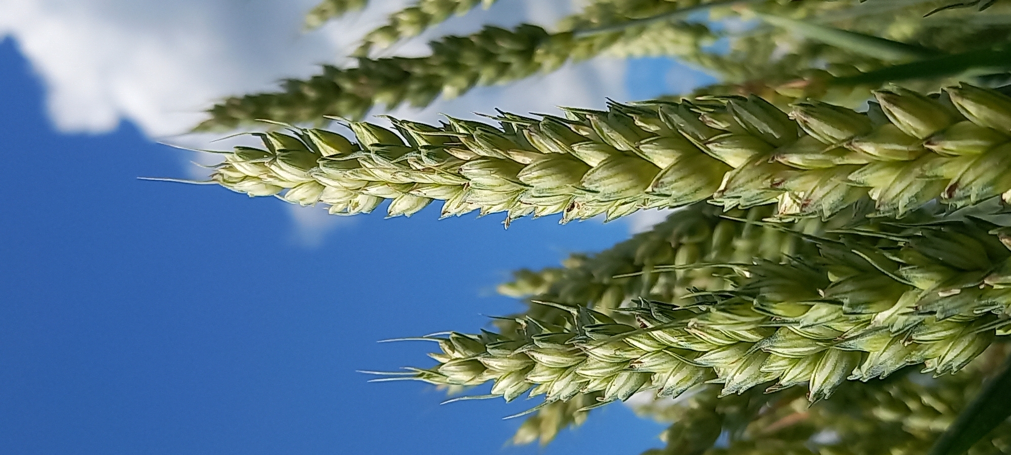 The image is a close-up, low-angle shot of developing wheat stalks against a bright blue sky with scattered white clouds. The wheat is green and appears to be in its early stages of growth, with visible grains forming within the husks. The focus is sharp on the central stalks, with other stalks slightly blurred in the background, creating a sense of depth. The scene is outdoors and suggests a rural or agricultural setting. The image does not contain any identifiable landmarks or specific details that would allow for precise localization within Zolota Poliana, Ukraine.