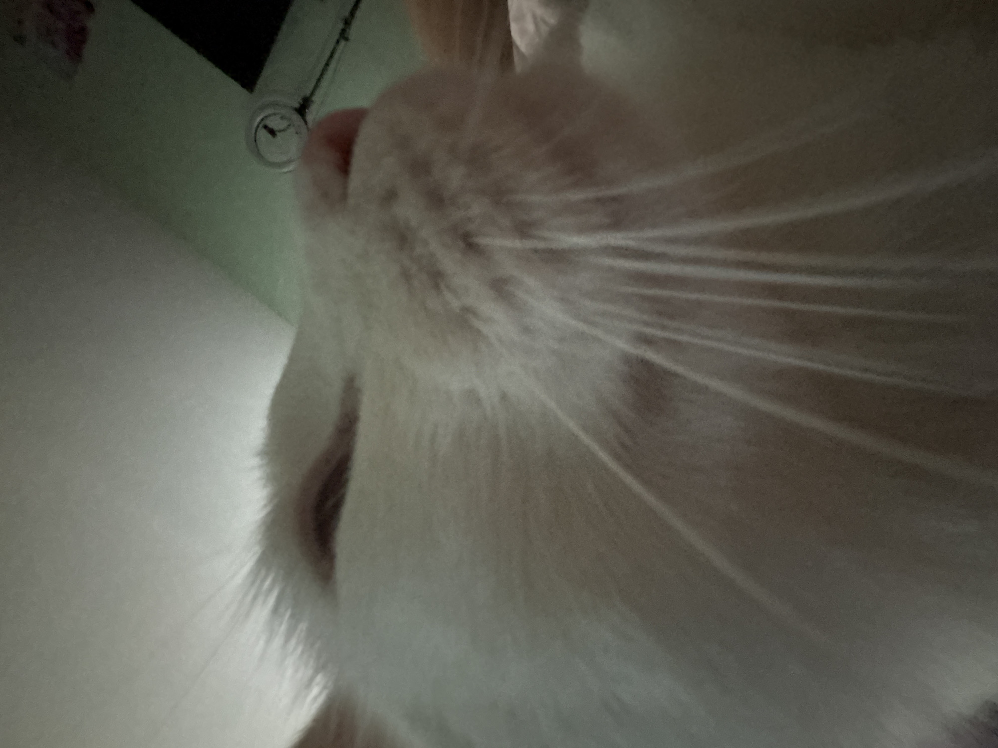 A close-up, low-angle shot captures the side of a white cat's face. The cat's whiskers are prominent, fanning out from its muzzle. The cat's fur appears soft and fluffy. In the background, a wall painted a pale green is visible, along with a clock on a stand and a portion of what appears to be a dark furniture item. The lighting is dim and appears to be coming from the right side of the frame, casting soft shadows. The scene is indoors, likely in a residential setting within Vsevolozhsk, Russia. No people are visible in the image.