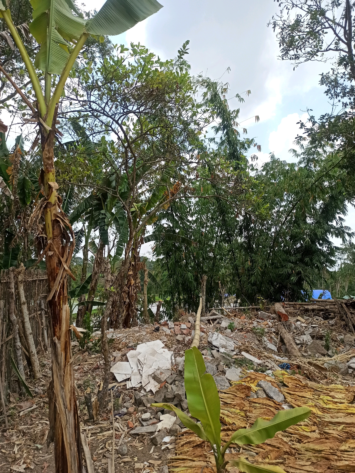 The image depicts an outdoor scene featuring a pile of debris in the foreground, consisting of broken concrete, bricks, and dried plant matter. Behind the debris, a dense cluster of bamboo trees stands tall. To the left, a banana tree trunk is visible, with its dried outer layers partially peeled back. The background shows more foliage and a partially visible blue tarp. The sky above is overcast with scattered clouds. The scene appears to be an area undergoing demolition or cleanup, possibly on the outskirts of a rural or semi-rural settlement. The location is identified as Brambang Darusalam, Indonesia.