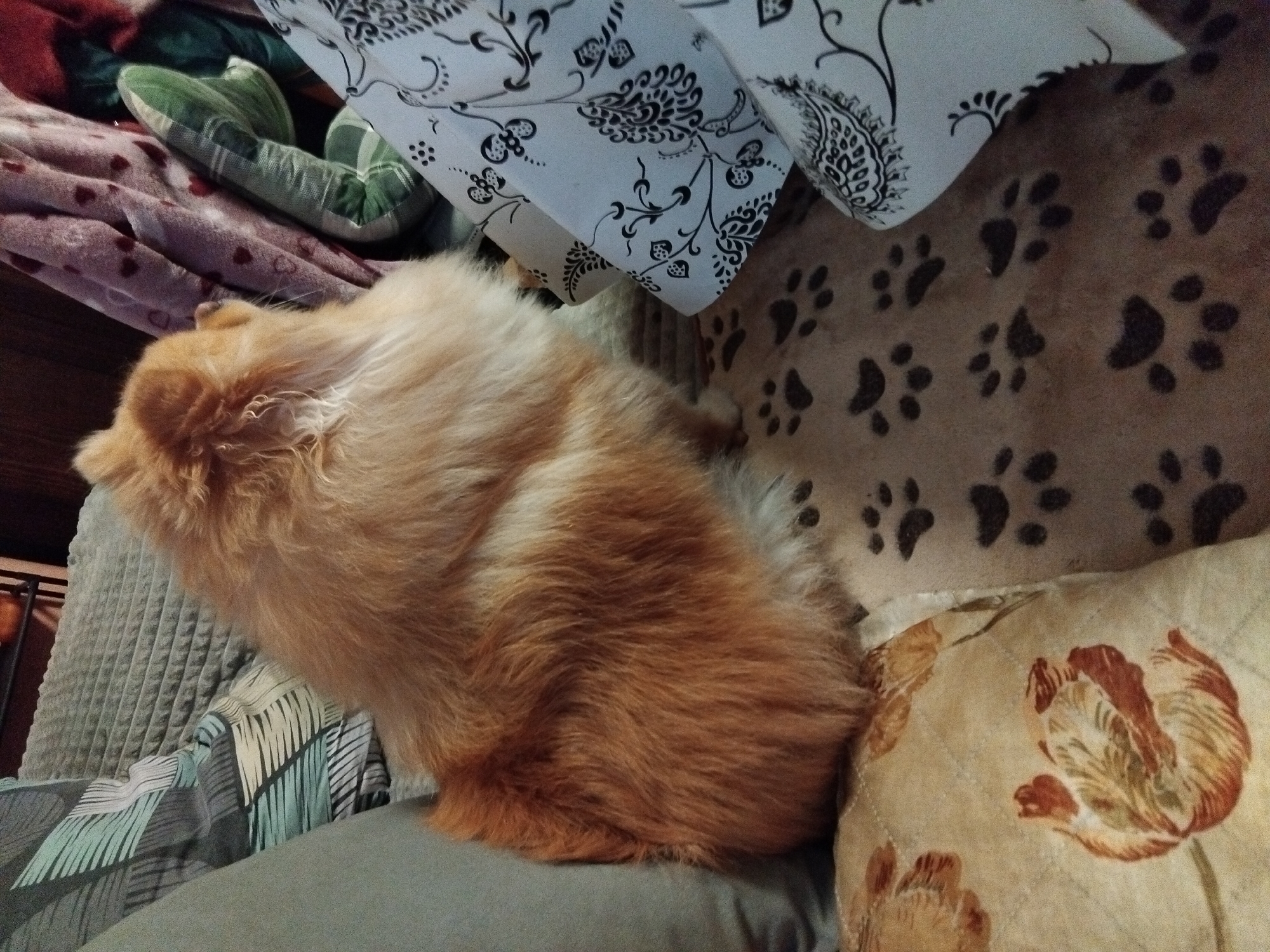 An adult Pomeranian dog with orange fur is sitting on a patterned blanket with paw prints. The dog is facing away from the camera. The dog is on a couch with pillows and blankets. One pillow has a floral pattern. The background is dark and blurry. There is no information in the image to suggest a specific location in the city of Apriltsi, Bulgaria.