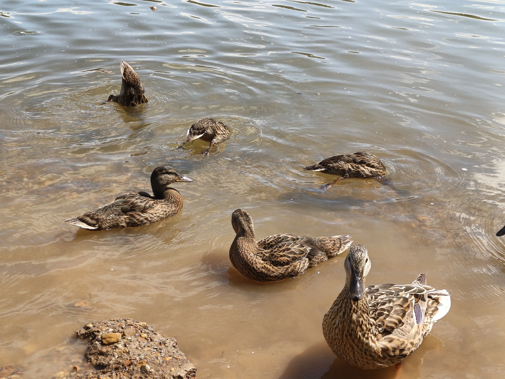 This is a medium-angle, full shot photograph of several mallard ducks in shallow, muddy water. The water has a sandy bottom that is visible in places, and small ripples are present on the surface. In the foreground, a single duck is facing the camera, its head turned to its left. Its plumage is mottled brown and tan with black and white accents. To its right, another duck is partially visible, facing away from the camera. In the mid-ground, a duck is on its side with its head and tail feathers submerged in the water, as if diving or feeding. Another duck is to its left, also partially submerged. In the background, two more ducks are visible, one with its head and neck submerged, and the other with its back end up in the air, suggesting it is diving. The environment appears to be a natural body of water, possibly a pond or riverbank, given the presence of natural debris like small rocks along the edge of the water. This scene could be found in a park or natural reserve within the city of Ufa, Russia, such as Salavat Yulaev Park or the banks of the Belaya River, where such wildlife is common.