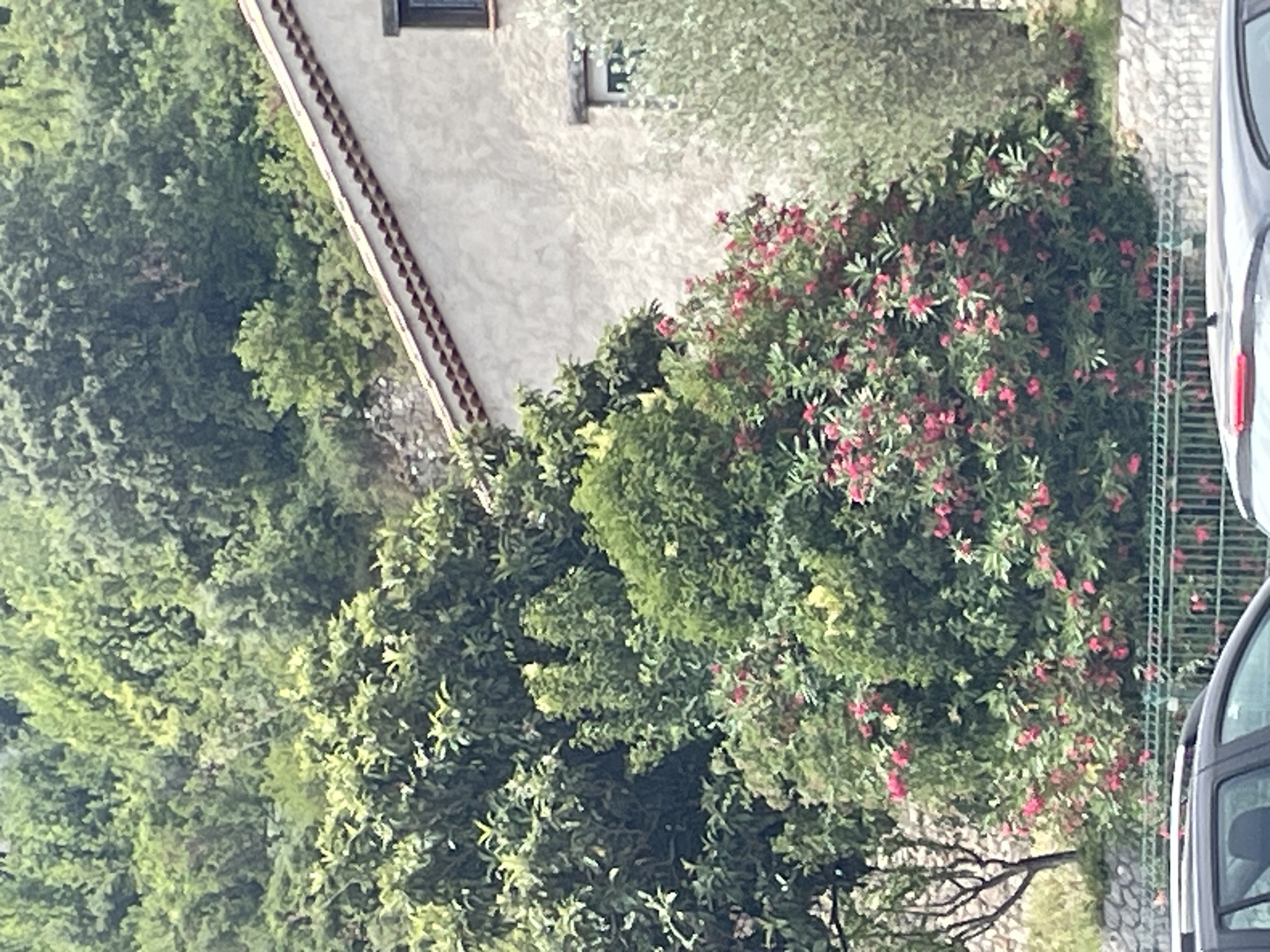 This is an overhead shot of a lush, green outdoor scene. The focal point is a large, dense shrub covered in small, vibrant pink flowers. The shrub is situated in front of a textured, light-colored wall, part of which appears to be a building with a dark window frame. A portion of a dark grey vehicle, likely a van or SUV, is visible on the right side of the image, featuring a curved window and part of its rear taillight. The surrounding area is filled with more greenery, including various trees and plants, creating a naturalistic, overgrown feel. The time of day appears to be daytime, with bright lighting illuminating the scene. The overall impression is one of a natural, possibly residential or garden setting, with a touch of man-made elements.