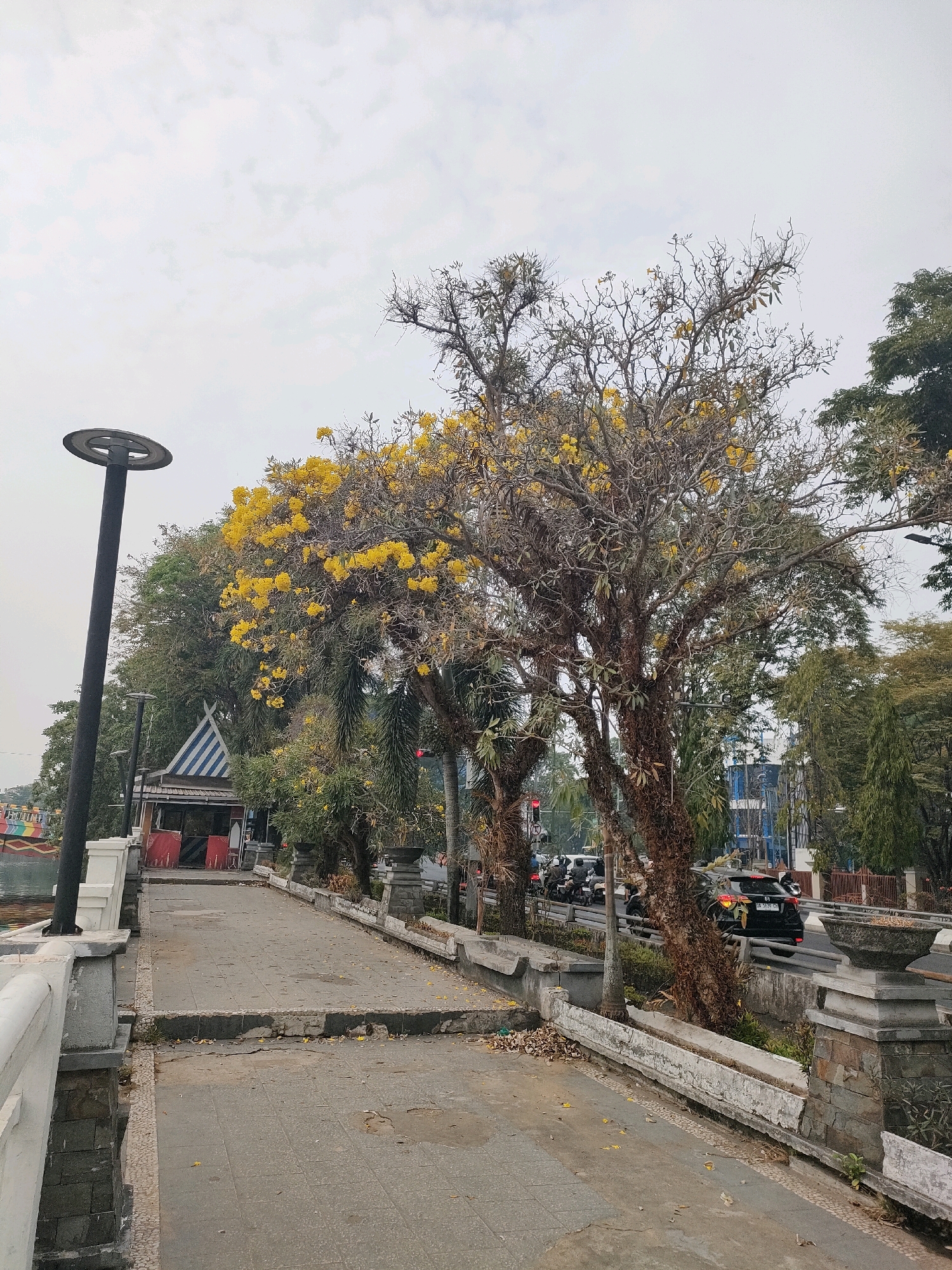This image depicts a scene in Banjarmasin, Indonesia, featuring a pedestrian walkway alongside a body of water. A tall, black, modern lamppost stands to the left, with a circular light fixture. Adjacent to the walkway is a building with a distinctive blue and white striped roof, possibly a food stall or small shop.
The walkway is paved with concrete slabs and has a white railing on the left side, overlooking the water. Fallen yellow flowers, likely from the blooming trees, are scattered across the path and along the edges. A large tree with numerous yellow blossoms dominates the right side of the frame, its branches bare in some sections.
Beyond the walkway and trees, a road is visible with traffic, including several motorcycles and a black SUV. Buildings and more trees can be seen in the background, under a cloudy sky. The overall impression is a public urban space, likely a park or promenade, on a somewhat overcast day.