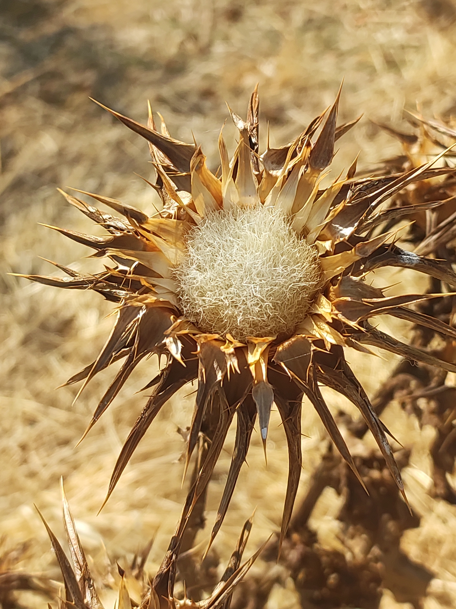 A close-up, eye-level shot features a dried thistle bloom in the foreground. The bloom, which is light brown and spiky, has a fluffy white center. The background consists of dry, yellowish grass and some out-of-focus plant material. The image appears to have been taken outdoors during daylight hours. The scene is located in Autillo de Campos, Spain.