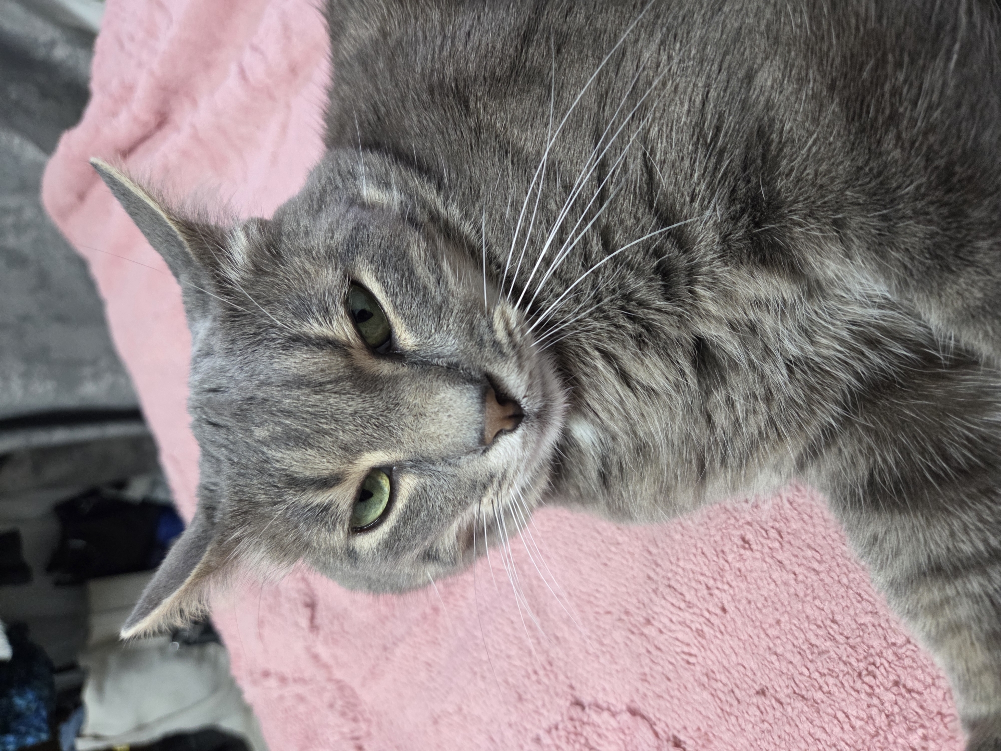 A gray tabby cat lies on a pink, plush blanket. The cat has green eyes, a pink nose, and long, white whiskers. The cat is indoors and appears relaxed. The location is Unknown, Unknown.