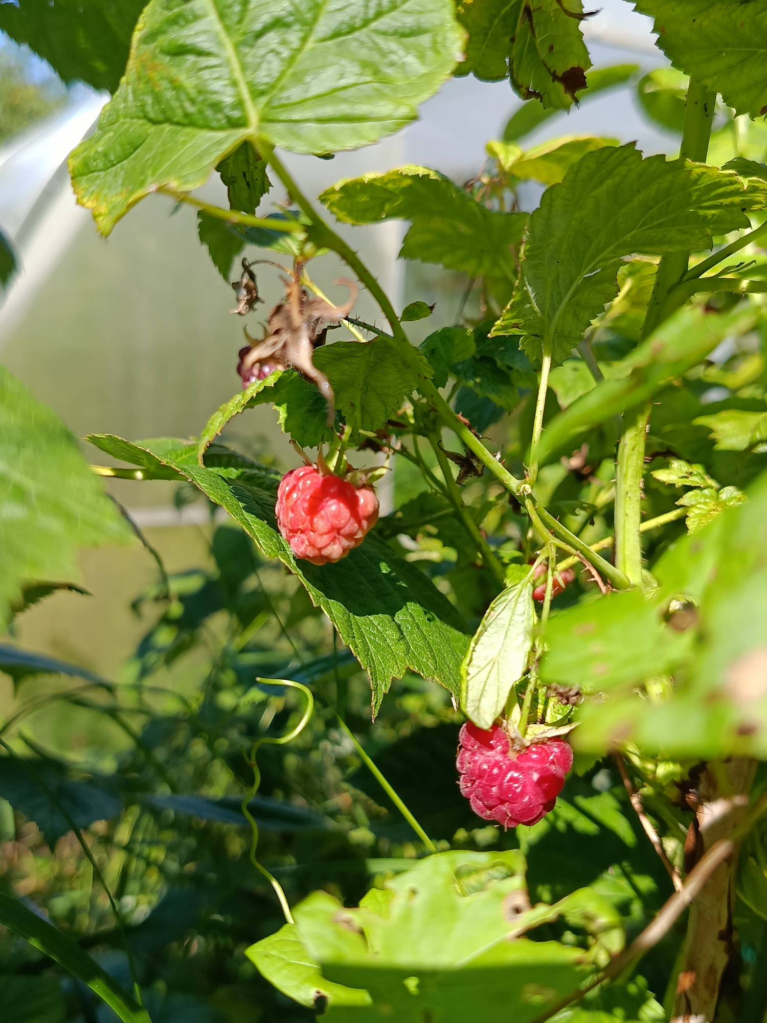 A close-up, eye-level shot captures two ripe raspberries hanging from a raspberry bush. The raspberries are a deep red color, with a slightly textured surface. They are attached to thin stems, and surrounded by green leaves and thorny branches. Sunlight filters through the leaves, creating a dappled effect. In the background, a blurred white structure, possibly a greenhouse, and green foliage are visible. The image is taken outdoors, likely in a garden or rural setting within the city of Vereya, Russia, on a bright, sunny day. There are no people or animals present in the frame.