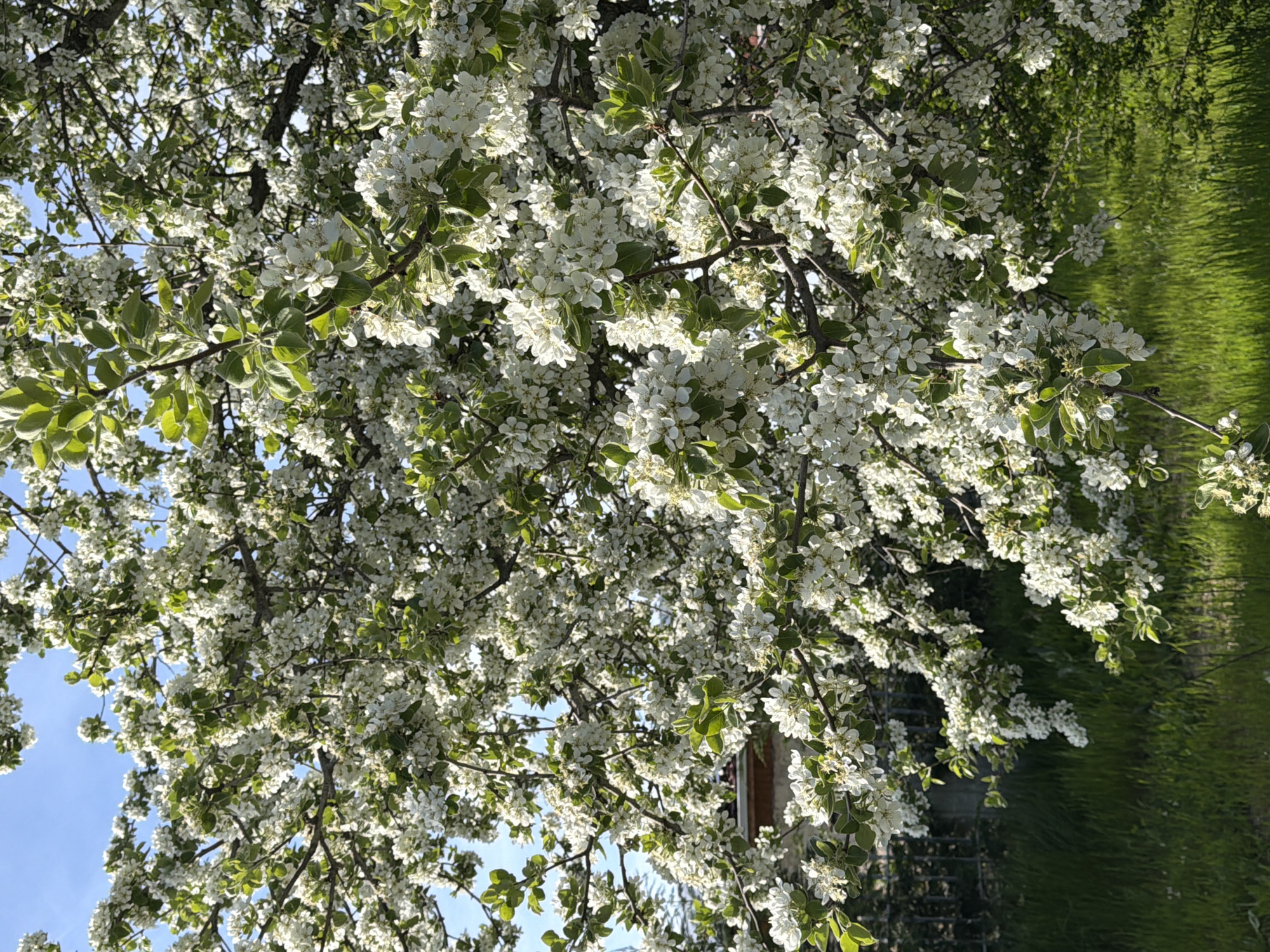 The image, oriented vertically (sideways, with the sky on the left and ground on the right), captures a dense canopy of a flowering tree in full spring bloom. The tree's branches are heavily laden with abundant clusters of small, white blossoms and fresh green leaves. Bright sunlight bathes the foliage, creating strong highlights on the petals and illuminating the vibrant green of the leaves.
Through the intricate network of branches and flowers, patches of clear, bright blue sky are visible on the left side of the frame, indicating a sunny and cloudless day. To the right, a wide expanse of lush, bright green grass fills the background, suggesting a lawn or field. A small, indistinct portion of a building or structure, possibly light-colored, can be faintly seen peeking through the branches in the mid-right area. In the lower right background, there is a hint of a darker, structured element, possibly a fence or trellis.
The scene exudes the essence of springtime, characterized by natural beauty and renewal. No individuals or animals are visible, nor is there any discernible text. The setting is an outdoor, natural environment, likely a garden or rural landscape in Priseltsi, Bulgaria. The image primarily focuses on the intricate details of the flowering tree.