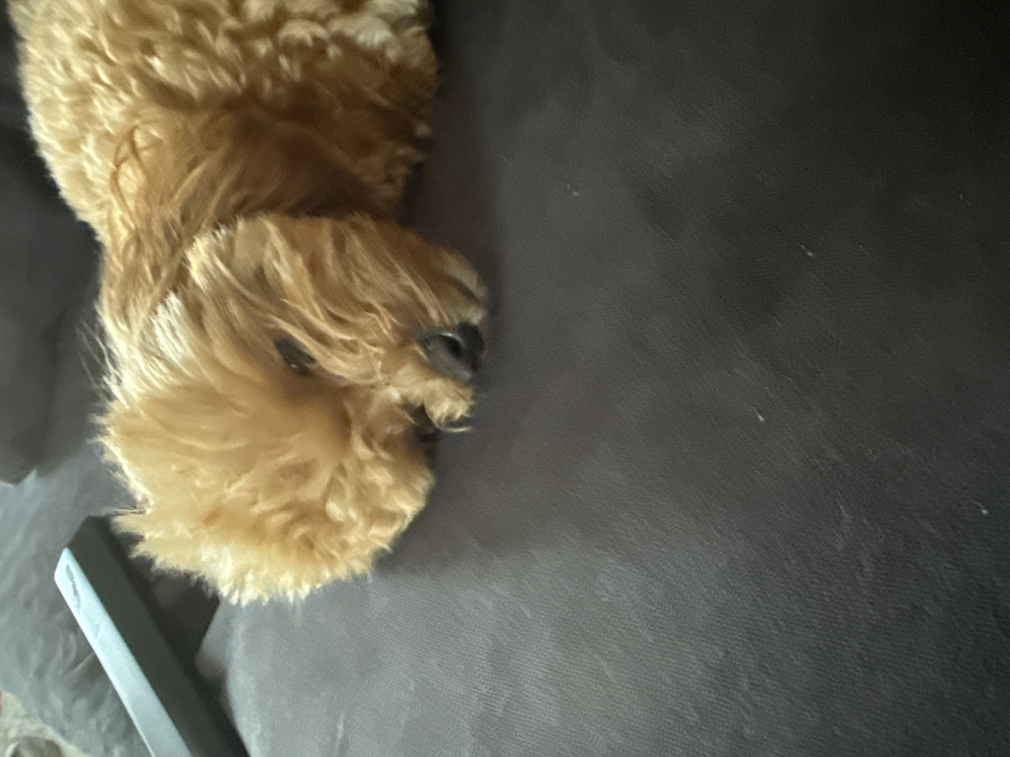 An overhead shot shows a light brown poodle-mix dog sleeping on a dark gray fabric surface. The dog's head is resting on its paws, and its eyes are closed. To the left of the dog is a black remote control. The background is out of focus and appears to be a dark gray couch. The image does not provide any information about the location in the city of Зимняя Горка, Russia.