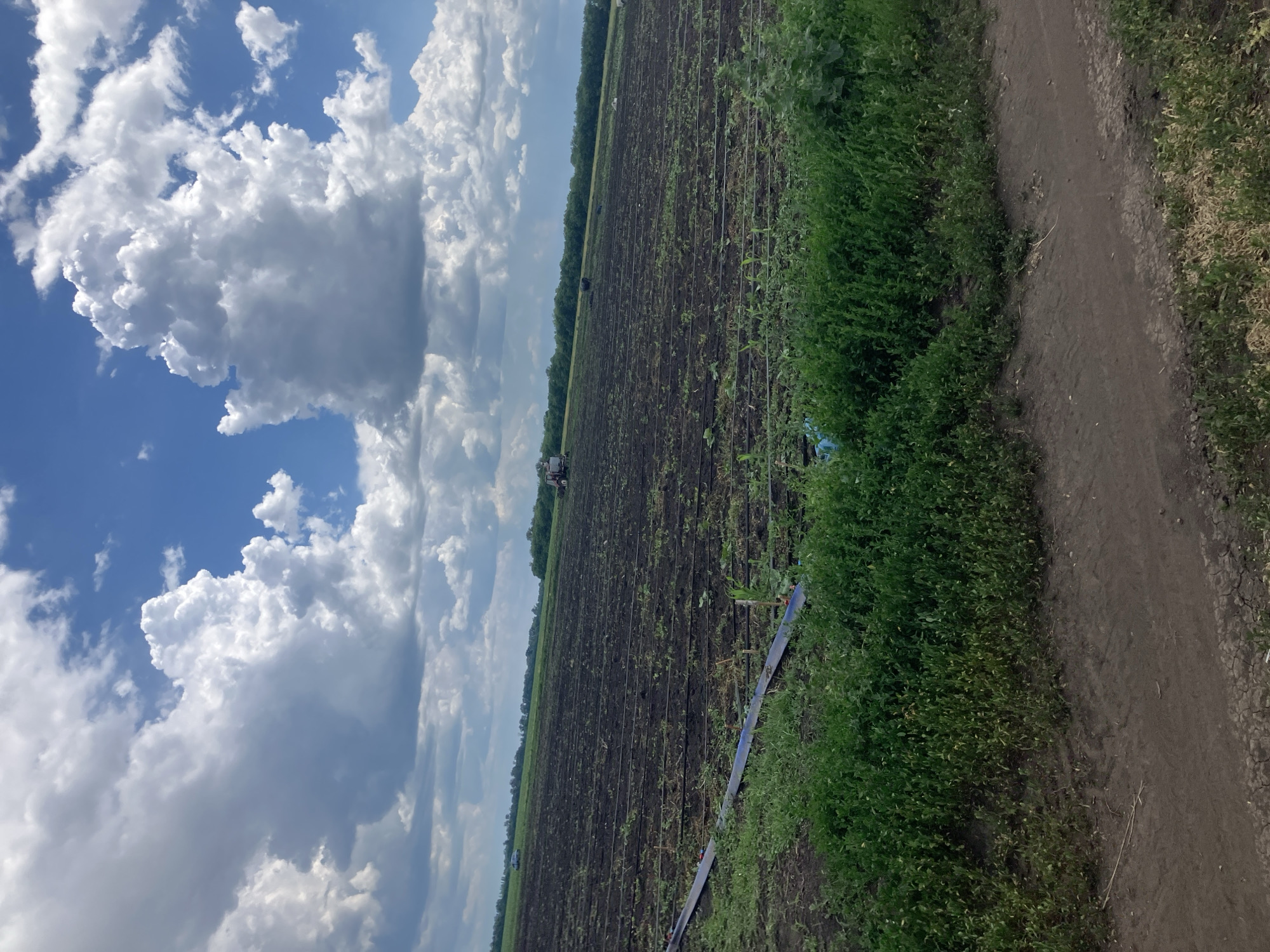A wide shot captures a rural landscape on a cloudy day, likely in Berdianka, Ukraine. The foreground features a dirt path bordered by lush green vegetation. Beyond this, a large agricultural field stretches into the distance, with rows of newly planted crops or tilled earth visible. Drip irrigation lines run horizontally across the field. In the middle ground, a tractor is visible on the field, and further in the distance, a line of trees marks the horizon. The sky is dominated by dramatic, billowy white clouds against a bright blue sky.