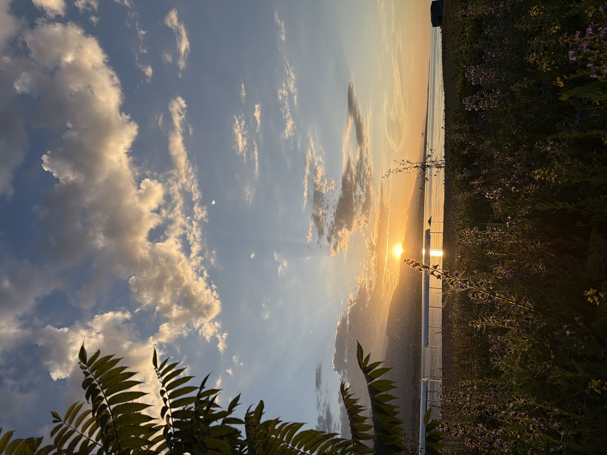 A vertical, eye-level shot captures a serene sunset over a body of water, framed by lush foliage. The sun, a brilliant orb of golden light, dips behind distant mountains, casting a warm glow across the sky. Rays of light pierce through scattered clouds, some tinged with orange and pink. The foreground is a vibrant tapestry of wildflowers in shades of purple and yellow, their delicate petals catching the fading light. A few silhouetted structures, possibly greenhouses, are visible along the water's edge, reflecting the sunset's radiance. In the upper left corner, the dark silhouette of large, serrated leaves hangs into the frame, adding depth and contrast to the scene. The water is calm, disturbed only by the gentle ripples reflecting the sky. The overall atmosphere is one of peaceful tranquility and natural beauty.