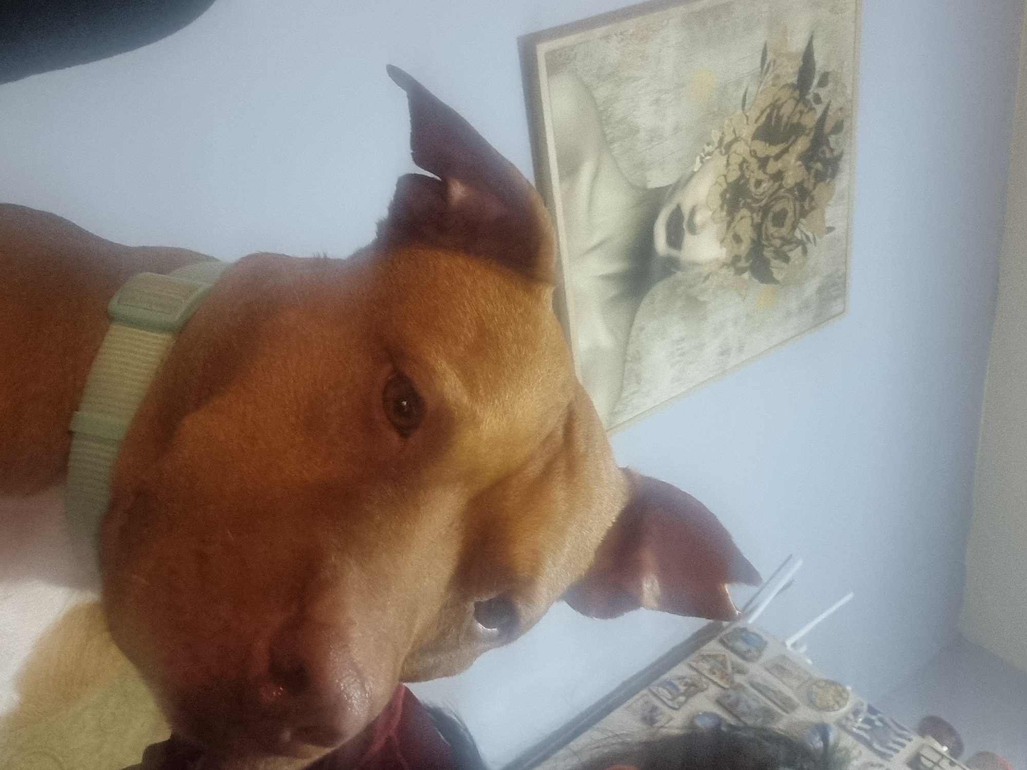 A close-up, slightly skewed, low-angle shot shows a brown dog with a light green collar. The dog's face is prominent, with visible eyes, nose, and ears. In the background, there is a framed picture on the wall, depicting a portrait. Below the dog, there is a surface covered with small, decorated tiles. The location is Unknown, Unknown.