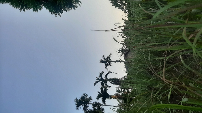 The image depicts an outdoor landscape in Cempeudak, Indonesia, under a clear sky that transitions from light blue at the top to a paler hue towards the horizon. The foreground, occupying approximately two-thirds of the frame, is filled with dense, tall herbaceous vegetation, primarily green with some reddish-brown blades. In the midground, multiple palm trees with dark, slender trunks and fronds are silhouetted against the sky. A structure, likely a residential building, with a visible roofline is partially visible in the background, obscured by vegetation and palm trees. The upper right corner shows a portion of a tree with dark green foliage. No individuals, animals, specific actions, or interactions are visible. The lighting suggests either early morning or late afternoon conditions.