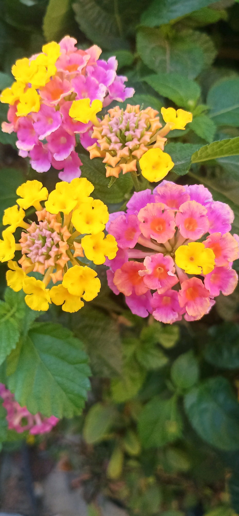 The image shows a close-up view of several clusters of lantana flowers with vibrant yellow and pink petals against a backdrop of green leaves. One cluster in the upper left is a mix of pink and yellow blooms, with a smaller cluster of peach-colored buds to its right. Below these, another cluster features predominantly yellow flowers, and to its right, a larger cluster displays a mix of pink and yellow flowers with some orange undertones. The flowers are detailed and in focus, with the surrounding foliage softly blurred. The scene is outdoors, suggesting a garden or natural setting. The image was taken in Gambarsari, Indonesia.