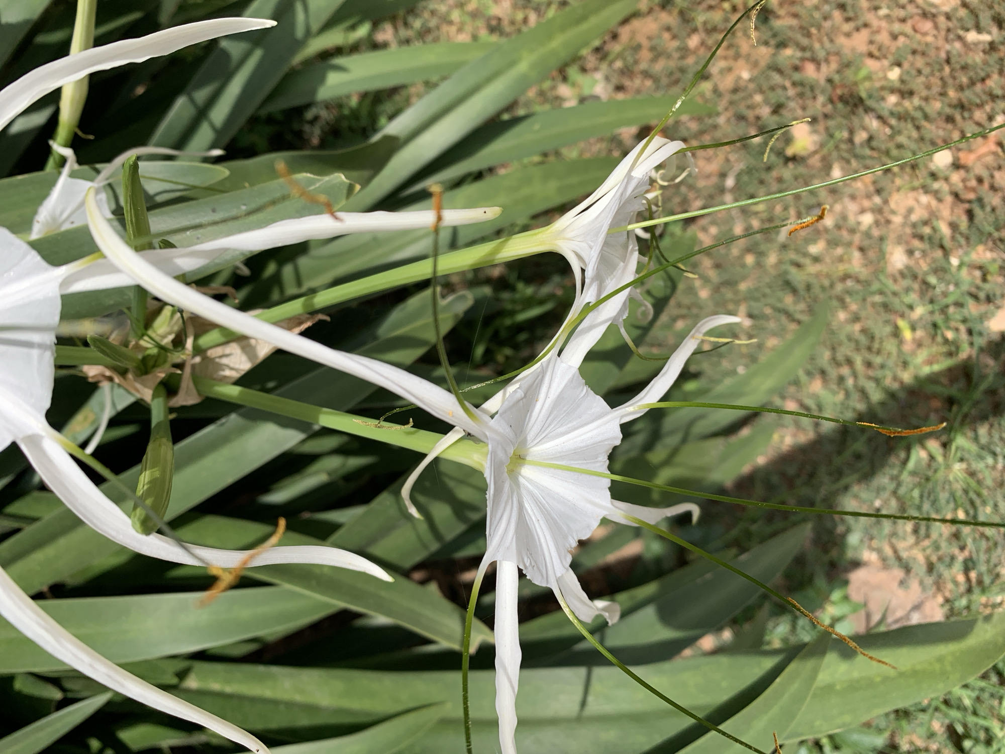 The image shows a cluster of white Spider Lily flowers (Hymenocallis) with long, slender petals and protruding stamens. They are surrounded by elongated, green leaves. The background is a mix of green foliage and light brown soil or earth. The location appears to be an outdoor setting, potentially a garden or natural area. There are no people present in the scene. There is no verifiable information in the picture that indicates the location is Rafin Par, Nigeria.