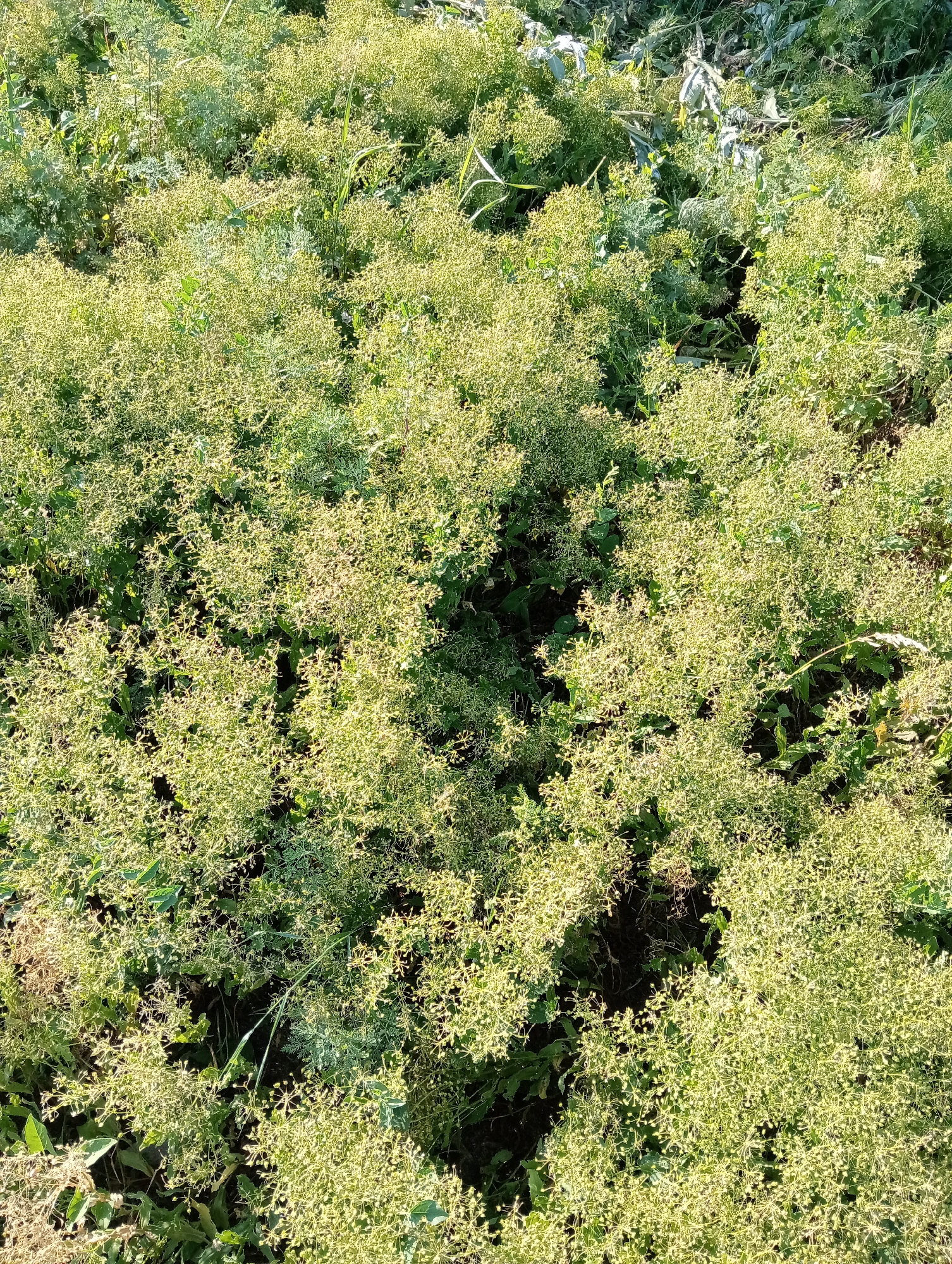 The image shows an overhead view of a dense patch of light green vegetation, possibly a field or a park area. The plants are small with numerous small flower-like structures or seed heads, creating a fluffy, airy appearance. The sunlight casts shadows through the plants, indicating it is daytime. There are no people or man-made objects visible in the frame. The scene is an outdoor natural environment.