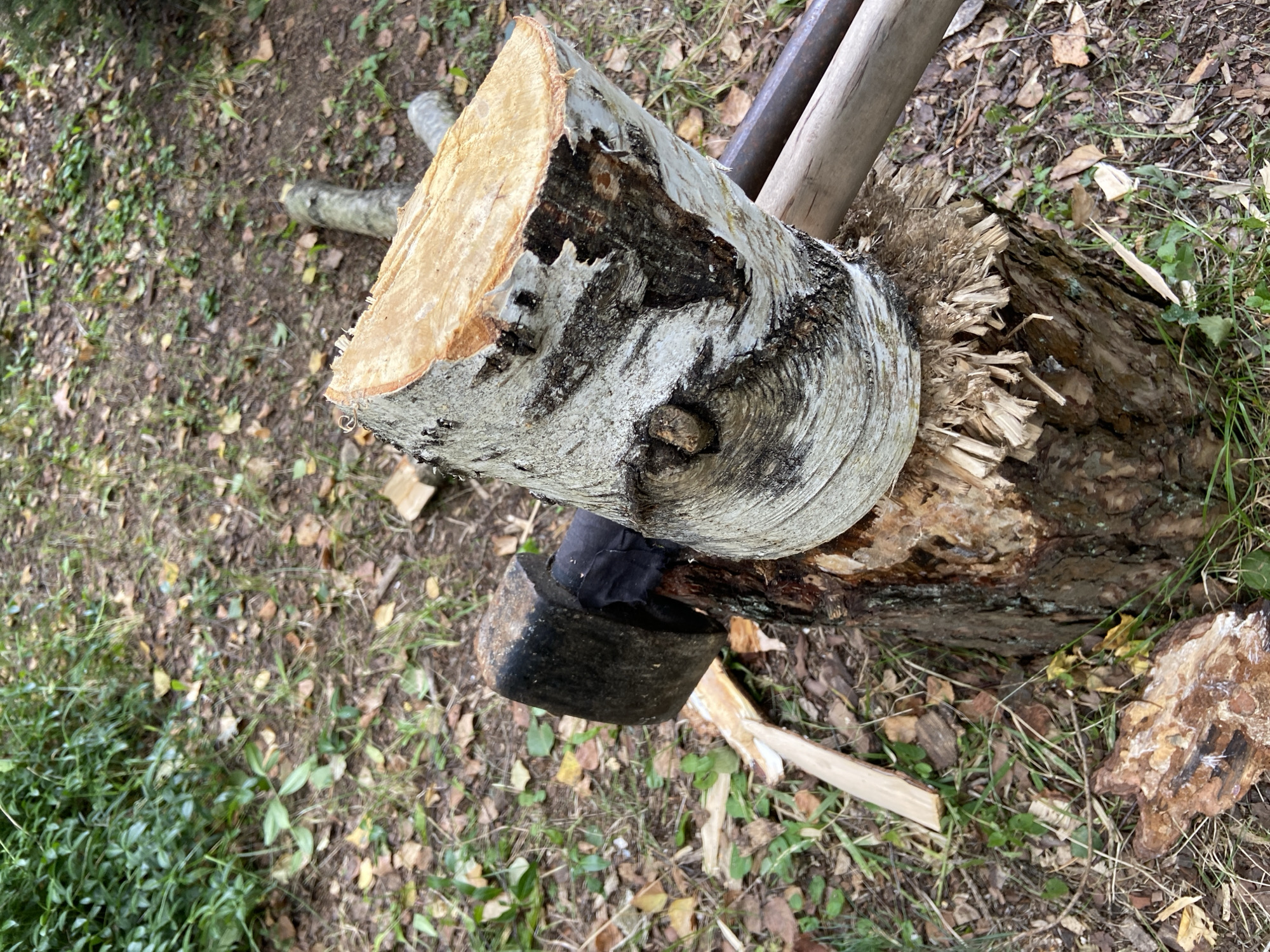 The image shows a heavy axe head embedded in a roughly cut log, which is resting on a tree stump. The log has distinctive white bark with black markings, likely birch. Wood chips are scattered around the base of the stump, indicating recent activity. The scene appears to be outdoors, in a wooded area with fallen leaves and green foliage visible in the background. The ground is covered with a mix of dirt, leaves, and grass. There are no people or animals present in the image. The location is identified as Зимородок Днп, Russia.