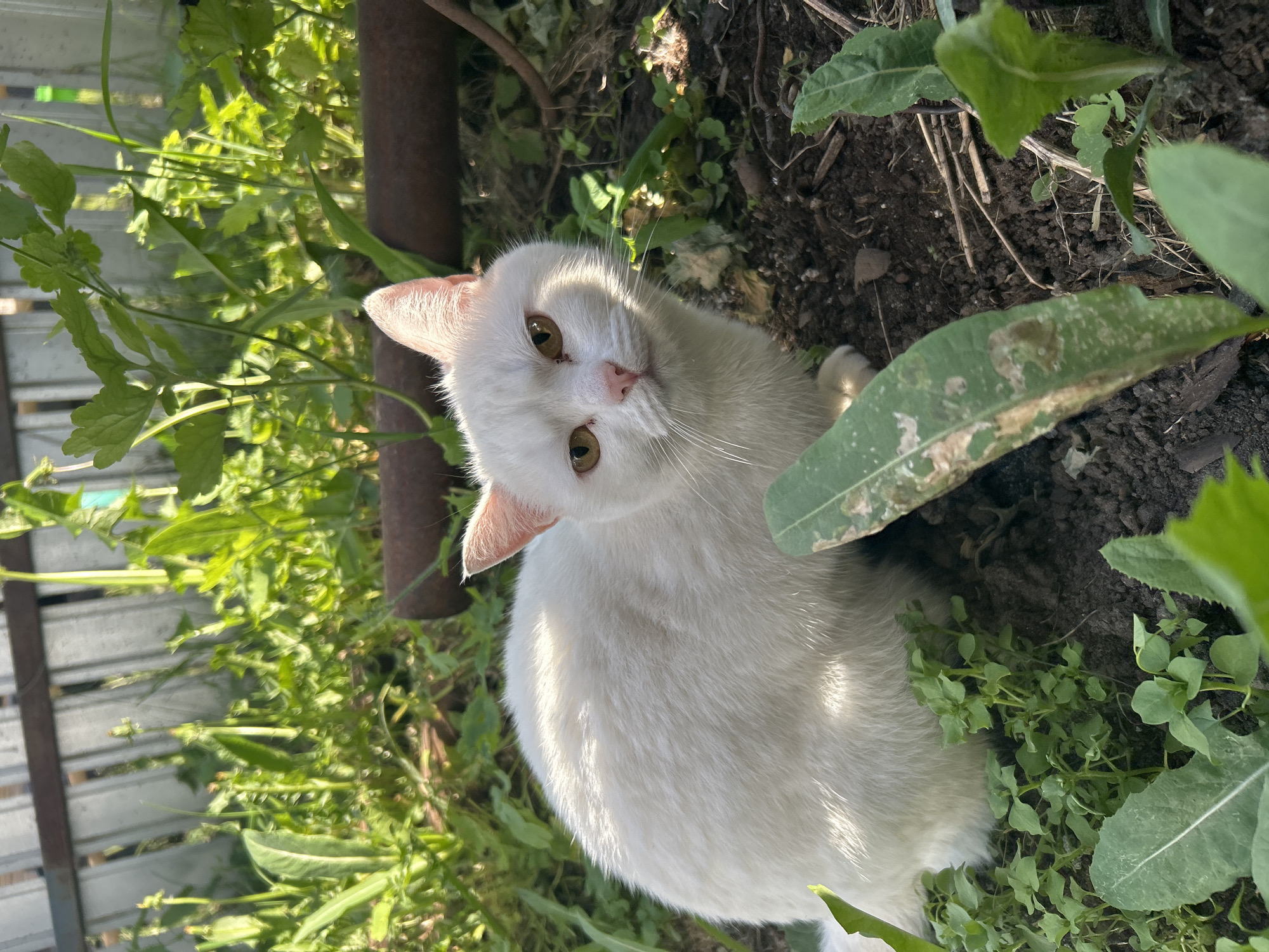 A white cat sits amid green foliage and dirt in a garden. The cat has yellow eyes and a pink nose. A fence is partially visible on the left side of the image. A metal pipe is visible behind the cat's head. The location is Chaikovsky, Russia.
