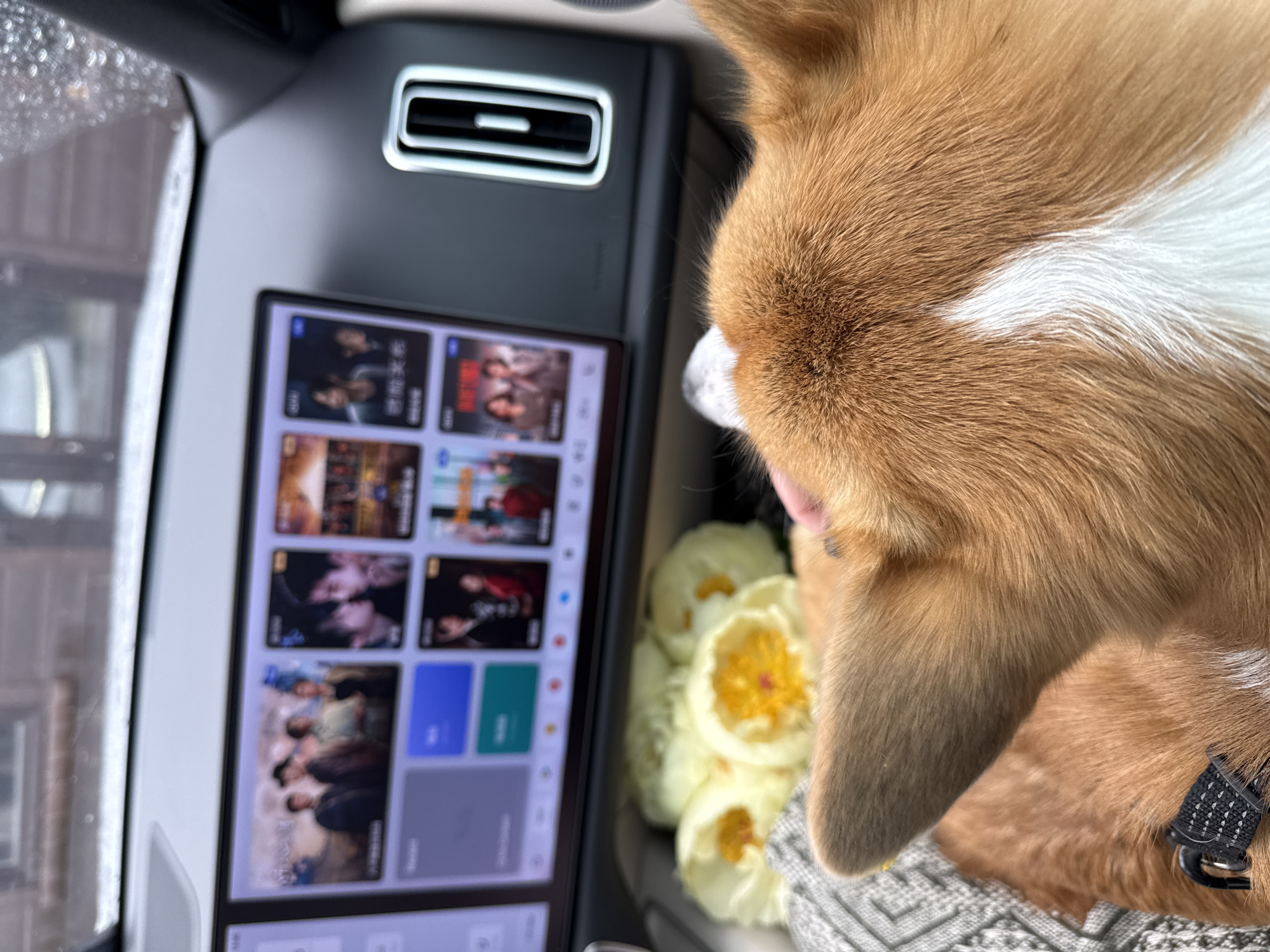 The image depicts the interior of a car, possibly a sedan based on the dashboard design, with a corgi dog partially visible in the right side of the frame. The dashboard features a large touchscreen displaying movie or TV show selections. A vent is located above the screen. The dog appears to be sitting on a patterned cushion or blanket, and there are white flowers near it. The location is Солонцы, Russia.