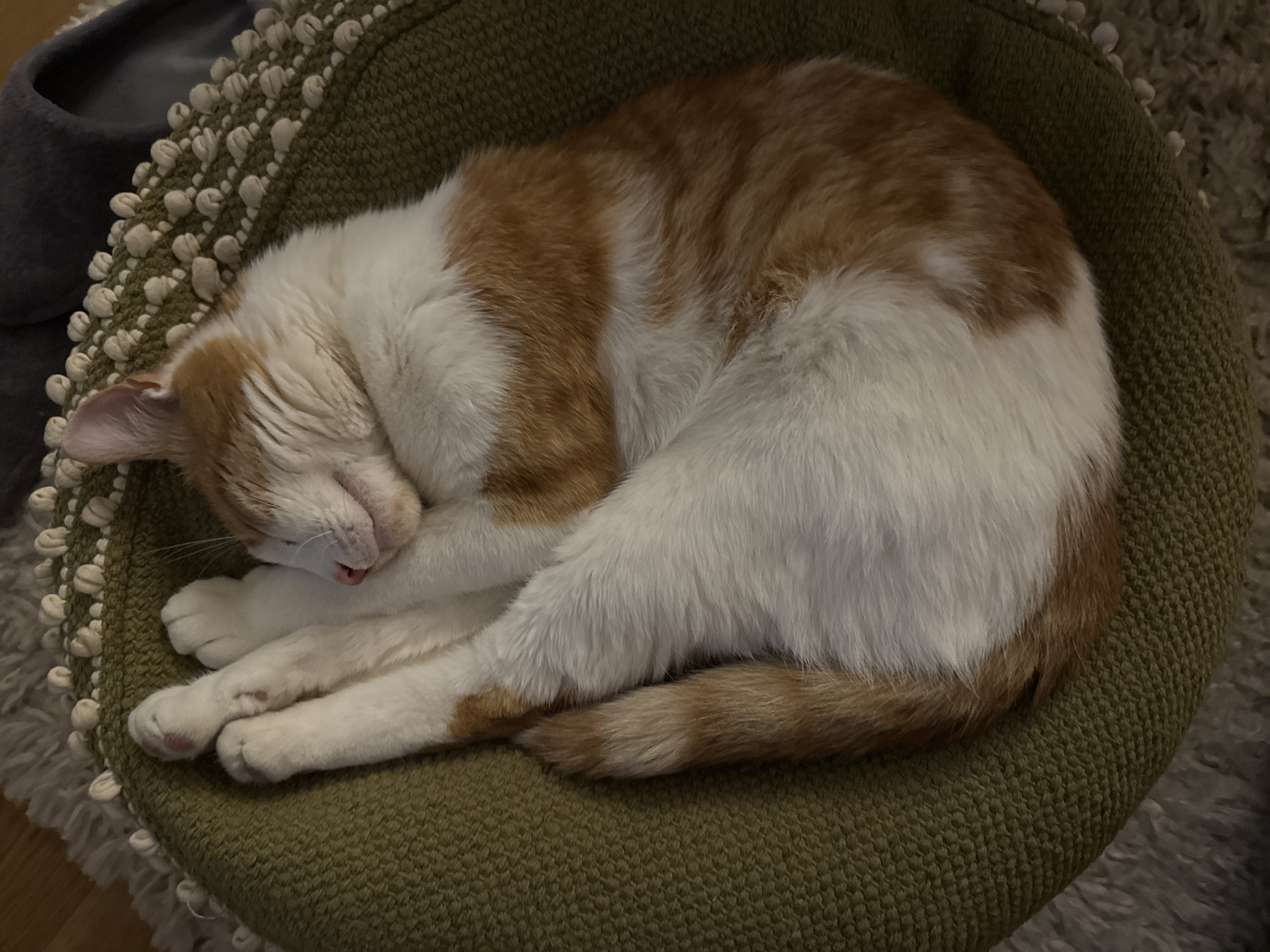 A sleeping cat, orange and white in color, is curled up in a round, green cushion. The cushion has a textured, knotted border. The location is in the city of New Forest, United Kingdom. A dark gray slipper is partially visible in the upper left corner. A cream-colored rug is visible in the lower right and upper left corners of the image. The cat's eyes are closed and its paws are tucked under its body.