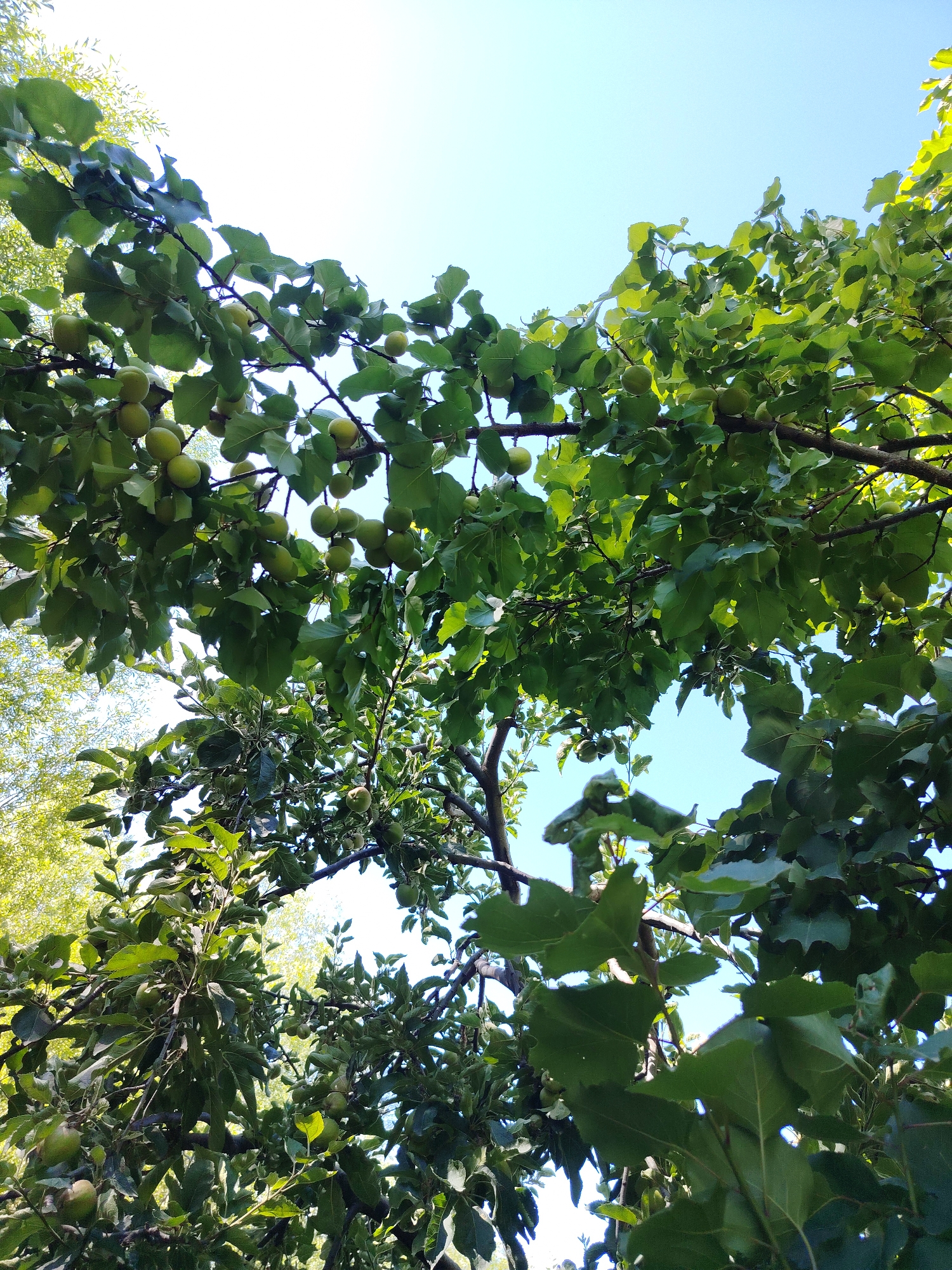 The image is a low-angle shot of a tree with green leaves and small green fruits against a bright blue sky. The tree branches are dark and spread out, forming a canopy. The fruit appears to be unripe apricots or plums. The scene suggests a sunny day, likely in a temperate climate. The location is identified as Cholpon-Ata, Kyrgyzstan, a resort town on the northern shore of Lake Issyk-Kul, known for its natural beauty and fruit orchards. The image does not contain any people or specific structures, focusing solely on the natural elements of the tree and sky.
