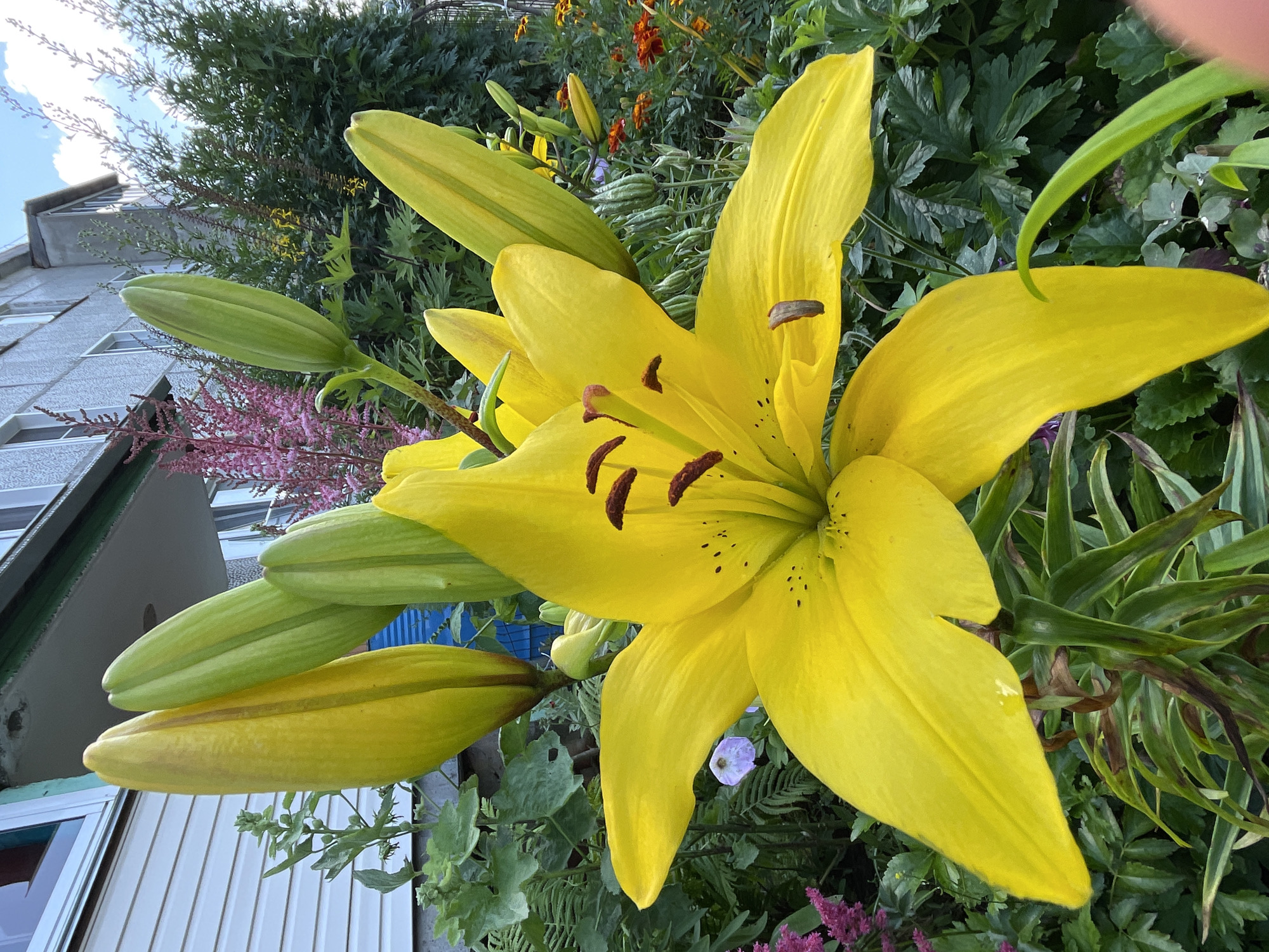 The image shows a close-up of a bright yellow lily flower in bloom, with several unopened buds also visible. The lily is surrounded by lush green foliage and other garden plants, including pink astilbe and some small orange flowers in the background. The scene appears to be an outdoor garden, possibly in front of a residential building, suggested by the glimpse of a building facade and windows in the upper left corner. The sky is visible in the upper right, with some clouds. The overall impression is a vibrant, natural setting, likely in a suburban or rural environment. The location is stated as Kumyon, Russia.
