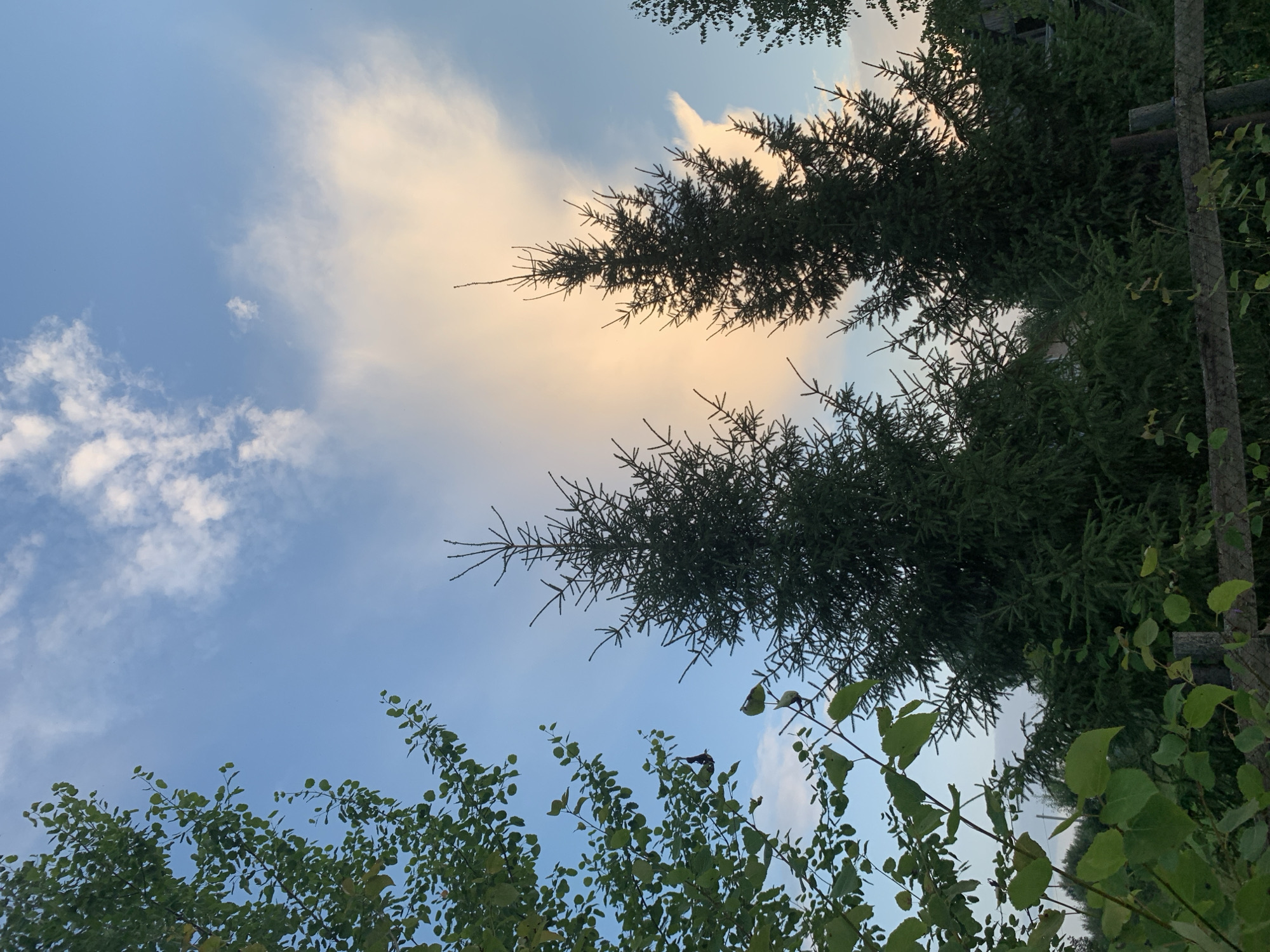 The image depicts a view from a slightly elevated position, looking upwards towards a sky at dusk. The sky is a gradient of light blue at the top, transitioning to a soft peachy-orange where clouds are illuminated by the setting sun. Wispy white clouds are scattered across the sky.
In the foreground, on the left side of the frame, are branches of a leafy green tree. The leaves are light green and appear somewhat translucent, suggesting they are backlit by the sky. Further into the frame and dominating the center and right are several tall, dark green spruce trees, their conical shapes silhouetted against the brighter sky. Their branches are densely packed and pointed.
At the bottom of the image, a rustic wooden fence is visible, partially obscured by some low-lying greenery and smaller plants. The overall impression is that of a natural outdoor setting, likely a rural area or the outskirts of a town, given the presence of trees and a fence. There are no people or animals visible in the image, and no specific identifiable landmarks of the city of Zasechnyi, Russia are present to confirm its location.