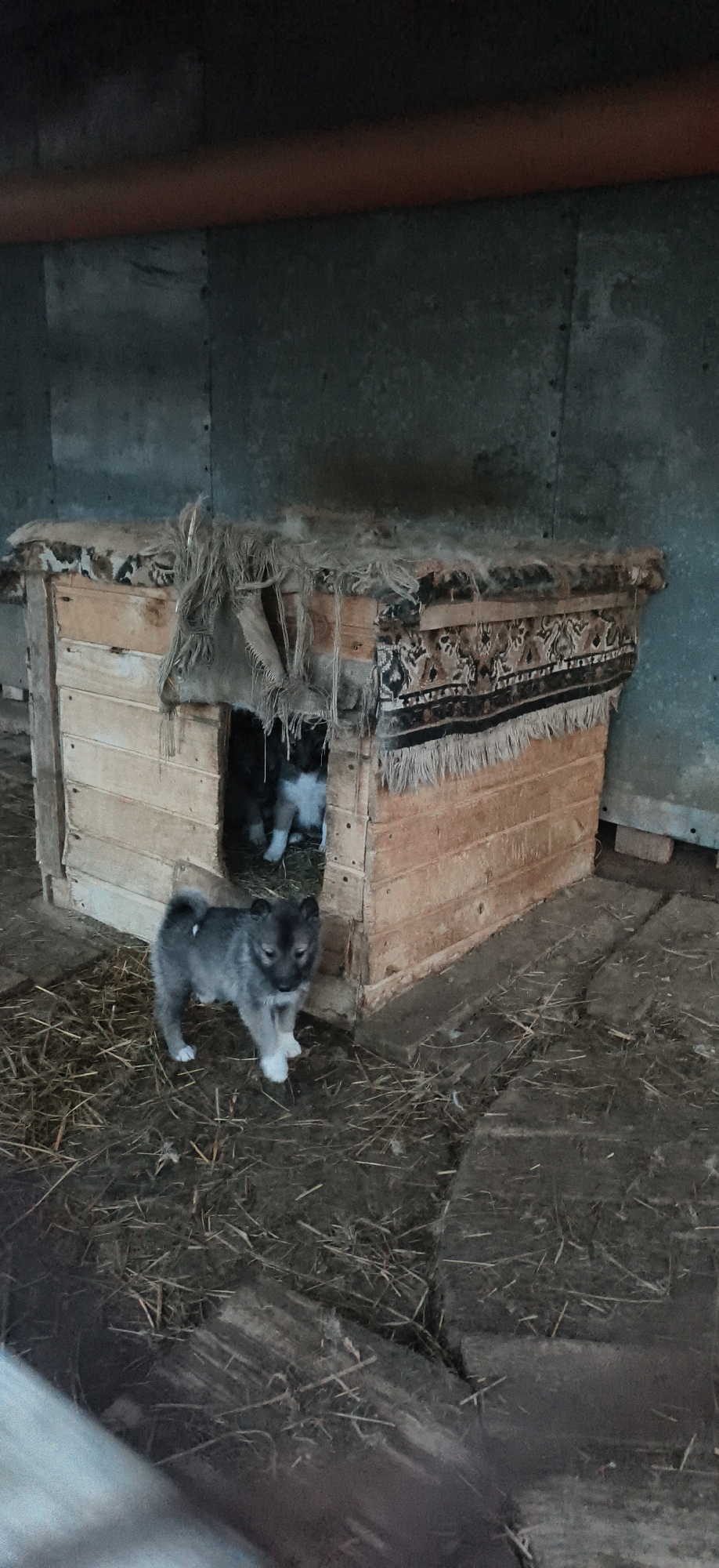 The image shows a wooden doghouse with two puppies outside and inside. The doghouse is made of rough-cut wooden planks, with a rug or woven textile covering the top and partially draped over the front. One puppy, gray with white paws, stands near the entrance of the doghouse, looking directly at the camera. Another puppy is visible inside the doghouse. The ground is covered in straw or hay. Based on the available information, it is impossible to confirm the location in the city of Фоки, Russia.