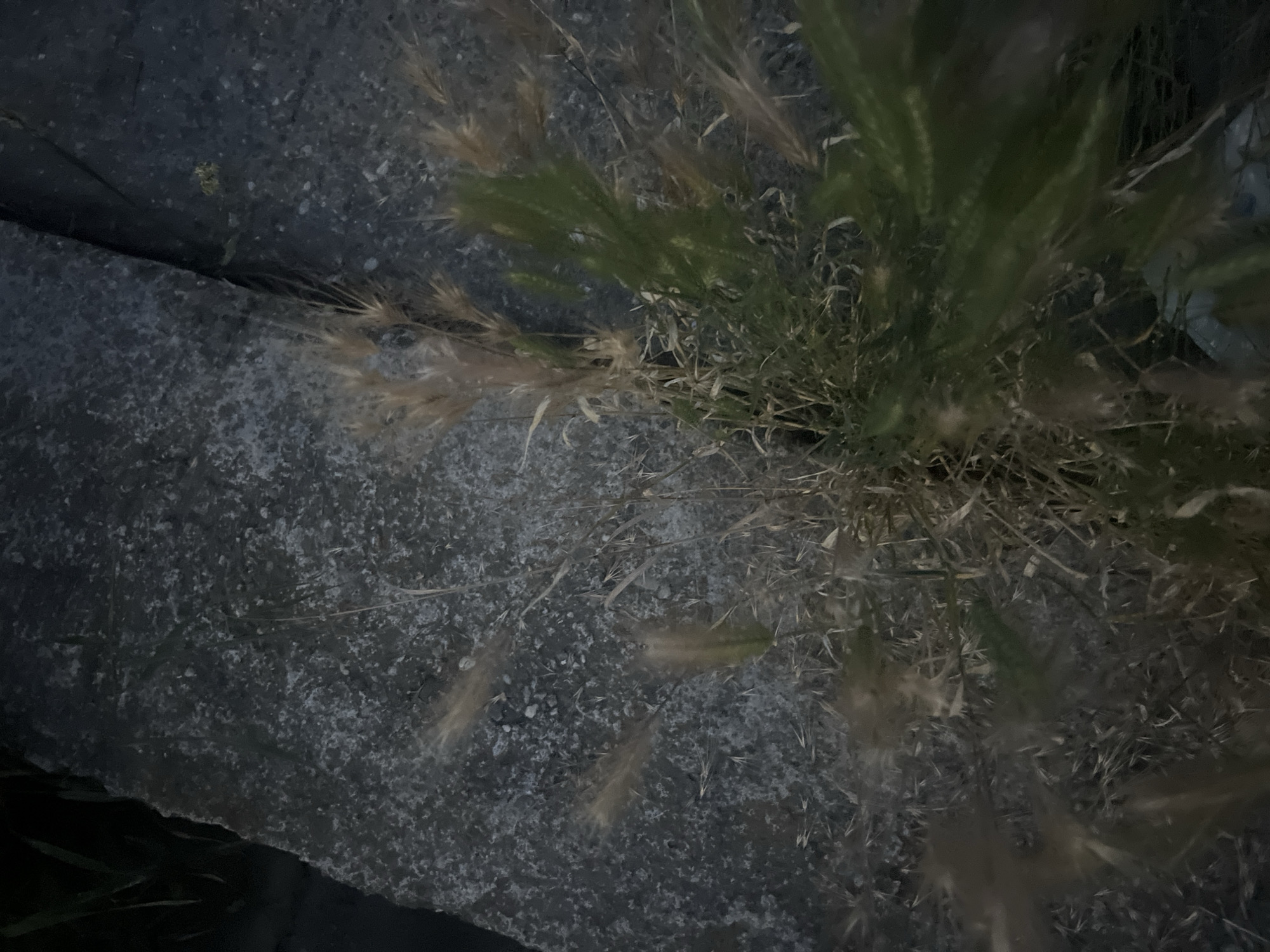 The image depicts a close-up view of dry grass and some green vegetation against a dark, textured surface, likely concrete or stone. The lighting suggests it is either dusk or dawn, or a dimly lit indoor space. The grass is predominantly light brown and appears dry and brittle, with some stalks bending and others standing upright. Interspersed with the dry grass are a few vibrant green blades of vegetation. The background surface is rough and speckled, with variations in color from dark gray to lighter speckled areas. There are no people or clear actions evident in the image. The overall impression is one of natural elements against an artificial, hard surface. There is no specific information in the image to indicate a location in Bârnova, Romania.