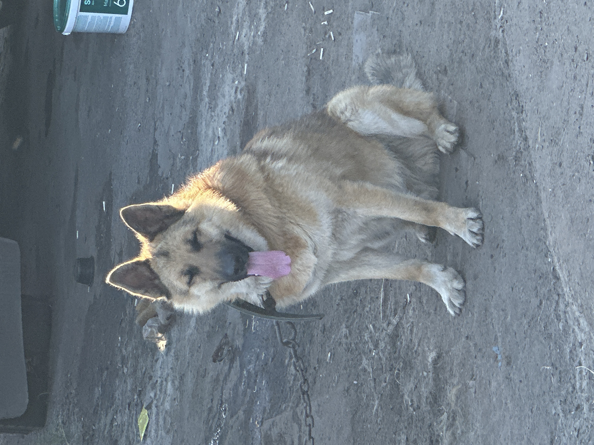 A medium shot, captured in portrait orientation, shows a tan and brown dog lying on its side on a dirt surface. The dog's head is turned towards the camera, and its mouth is open with its pink tongue clearly visible. Sunlight illuminates the dog from the side, highlighting its fur and casting shadows. The dog appears to be wearing a dark-colored collar with a chain attached. In the background, a portion of a white and blue container is visible in the upper left corner, with some text on it that includes the letter "S" and the number "6". The ground is composed of dirt and small debris. The overall scene suggests an outdoor setting, possibly a yard or a rural area in Tobyl, Kazakhstan. The time of day appears to be daytime, judging by the strong sunlight and shadows.
