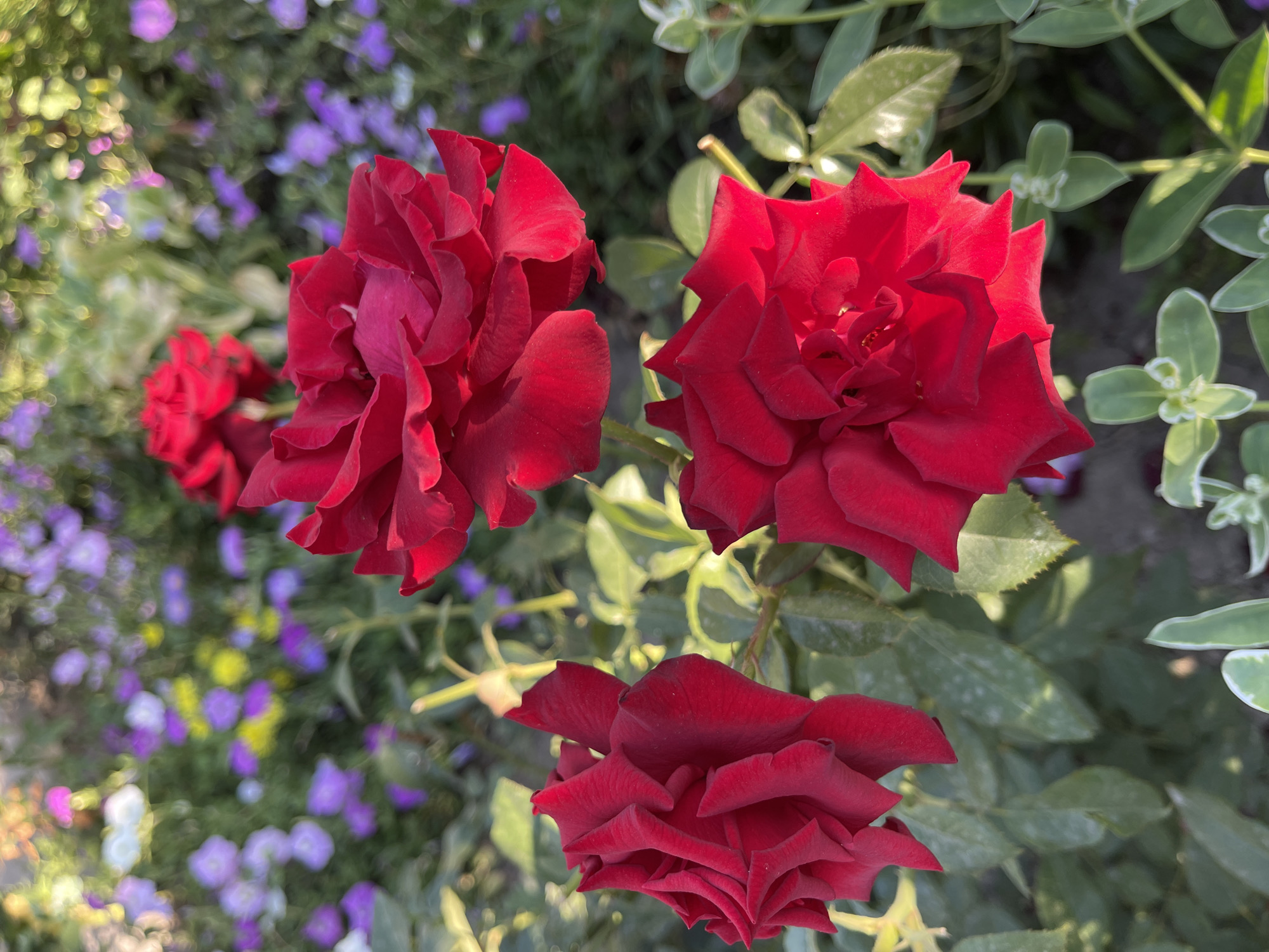 The image displays a close-up view of three vibrant red roses in the foreground, with lush green foliage surrounding them. The roses are in various stages of bloom, showcasing their intricate petal structures and rich, velvety texture. In the background, a soft blur of colorful flowers, predominantly in shades of purple and yellow, creates a dreamy bokeh effect. This garden scene, with its bright blooms and soft lighting, suggests a warm, sunny day. While the specific location within Chuy, Kyrgyzstan, is not discernible from the image alone, the presence of a well-maintained garden with a variety of flowering plants is evident. No people or animals are visible in the frame. The overall impression is one of natural beauty and tranquility.