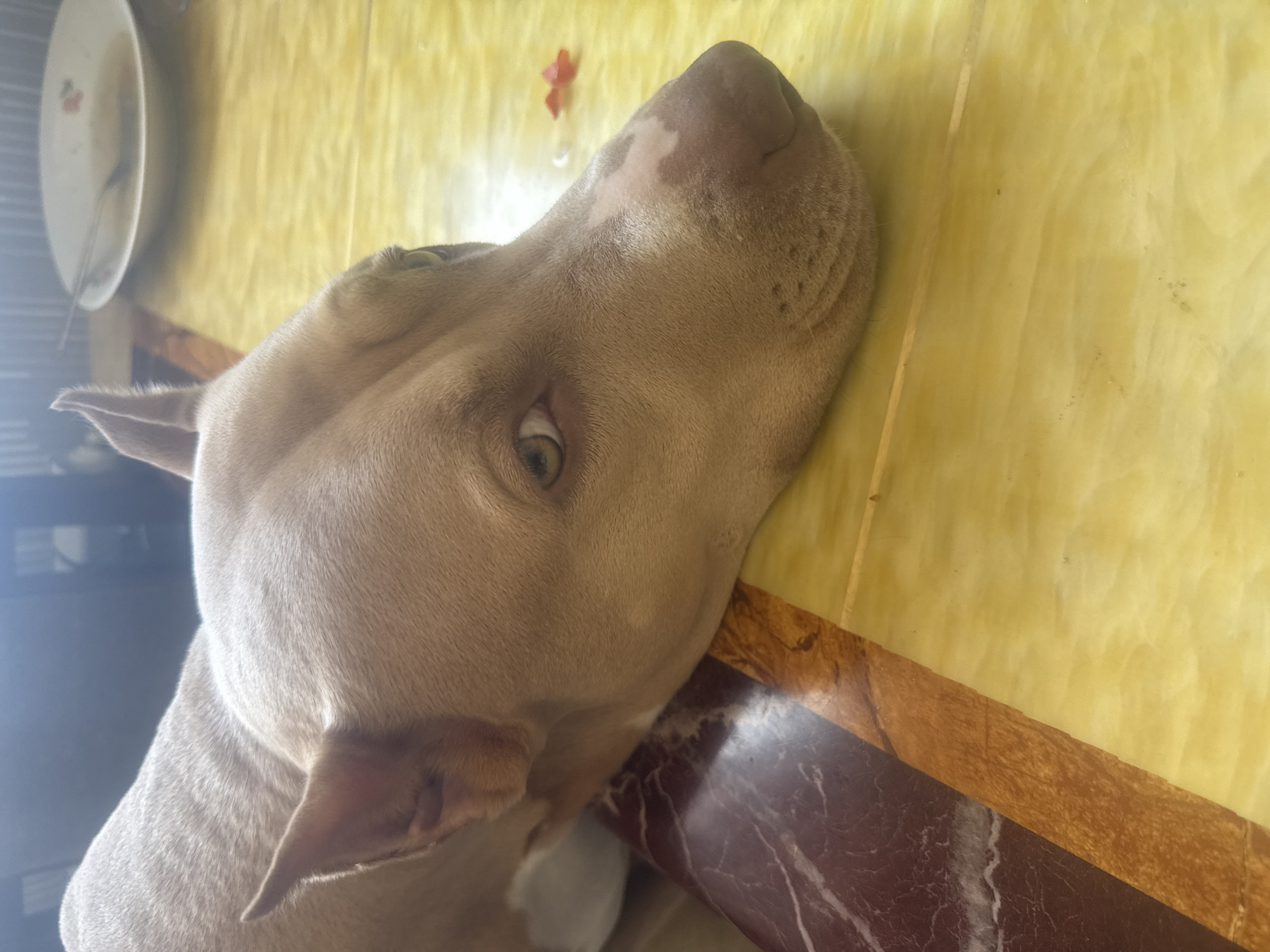 A light-colored pit bull dog lies with its head resting on a table in a home in Metsamor, Armenia. The dog's eyes are open and looking towards the viewer. The table has a marbled brown and orange edge, and the main surface is a yellow, reflective material. In the background, there is a dimly lit room with a plate and spoon on the table. A small red object, possibly a piece of food, is visible on the table near the dog's nose. The overall lighting suggests an indoor setting.