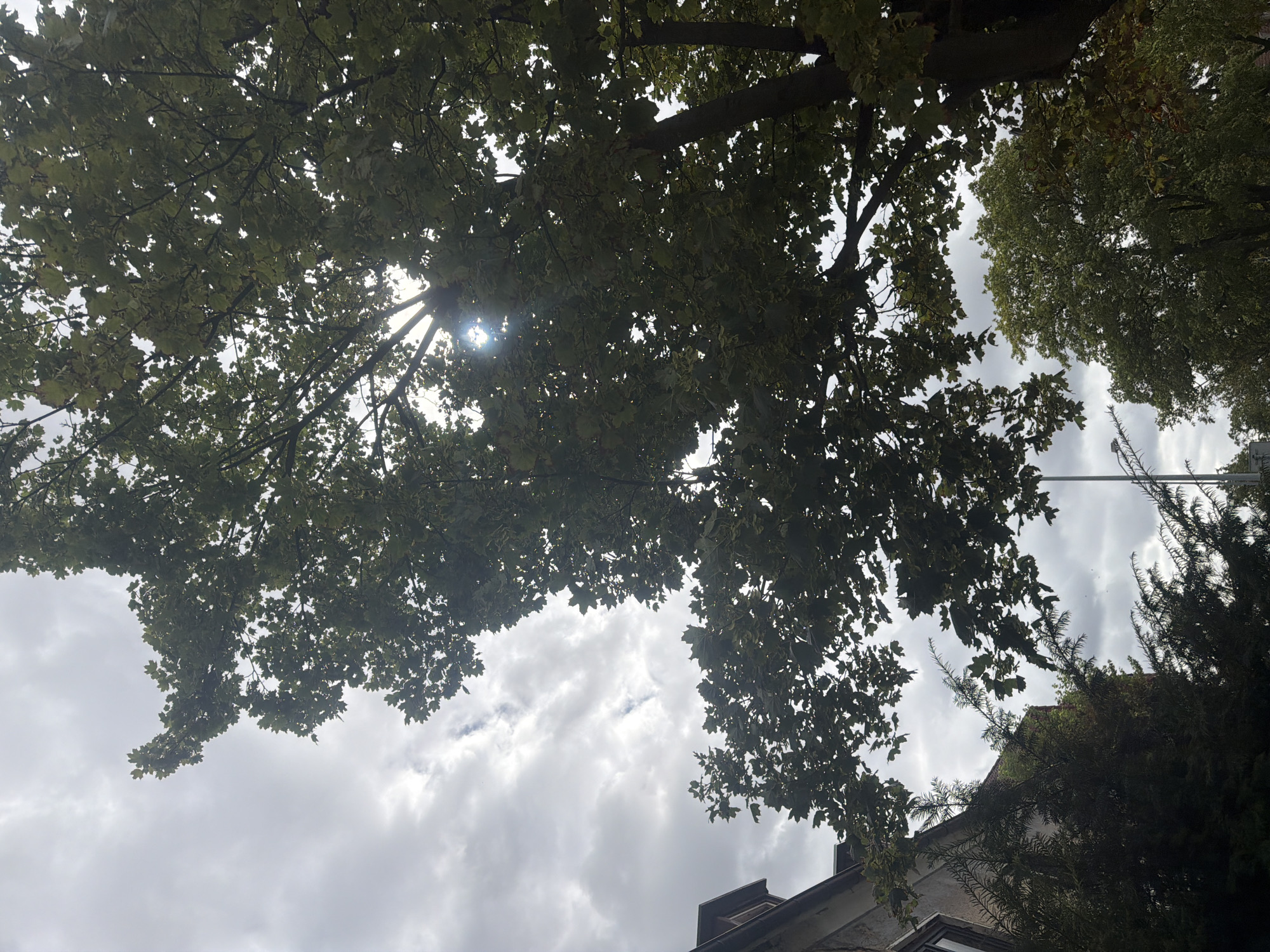 The image captures a canopy of green leaves from a deciduous tree against a cloudy sky. Sunlight pierces through the foliage, creating bright spots and lens flare. To the left, a building with a dark roof is partially visible, adorned with climbing plants. Further left and below, dark green, coniferous trees are present. A street lamp is visible in the lower middle section of the image. The scene appears to be an urban environment, likely a street or park in Szczecin, Poland, given the architectural style of the building and the type of vegetation.