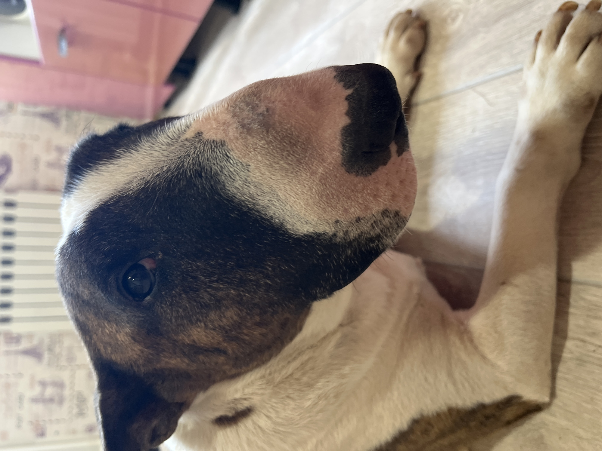A close-up, upward-angle shot features a Bull Terrier dog lying on a light-colored, wood-grain-patterned floor. The dog's head, with its distinctive curved nose, dominates the frame. The nose is a mix of pink and black. The fur is a blend of white, black, and brown markings. The dog's paws are visible in the upper right, pointing up. The location, city of Chaikovsky, Russia, is not discernable from the image.