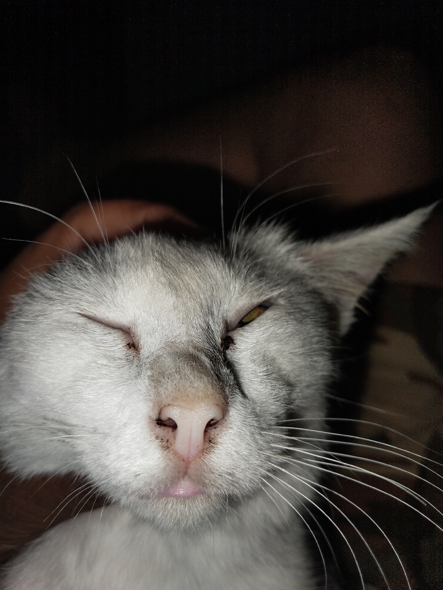 An extreme close-up shot shows a light gray cat with its eyes mostly closed. The cat's left eye is partially open, revealing a yellow iris. Its nose is pink and slightly wet, with some dark smudges around it. The cat's mouth is slightly open, with a pink tongue visible. Long white whiskers extend from the cat's face. A human hand is visible gently holding the cat's head, with the thumb resting on the top of its head and fingers near its cheek. The background is dark and out of focus, suggesting a dimly lit indoor environment.