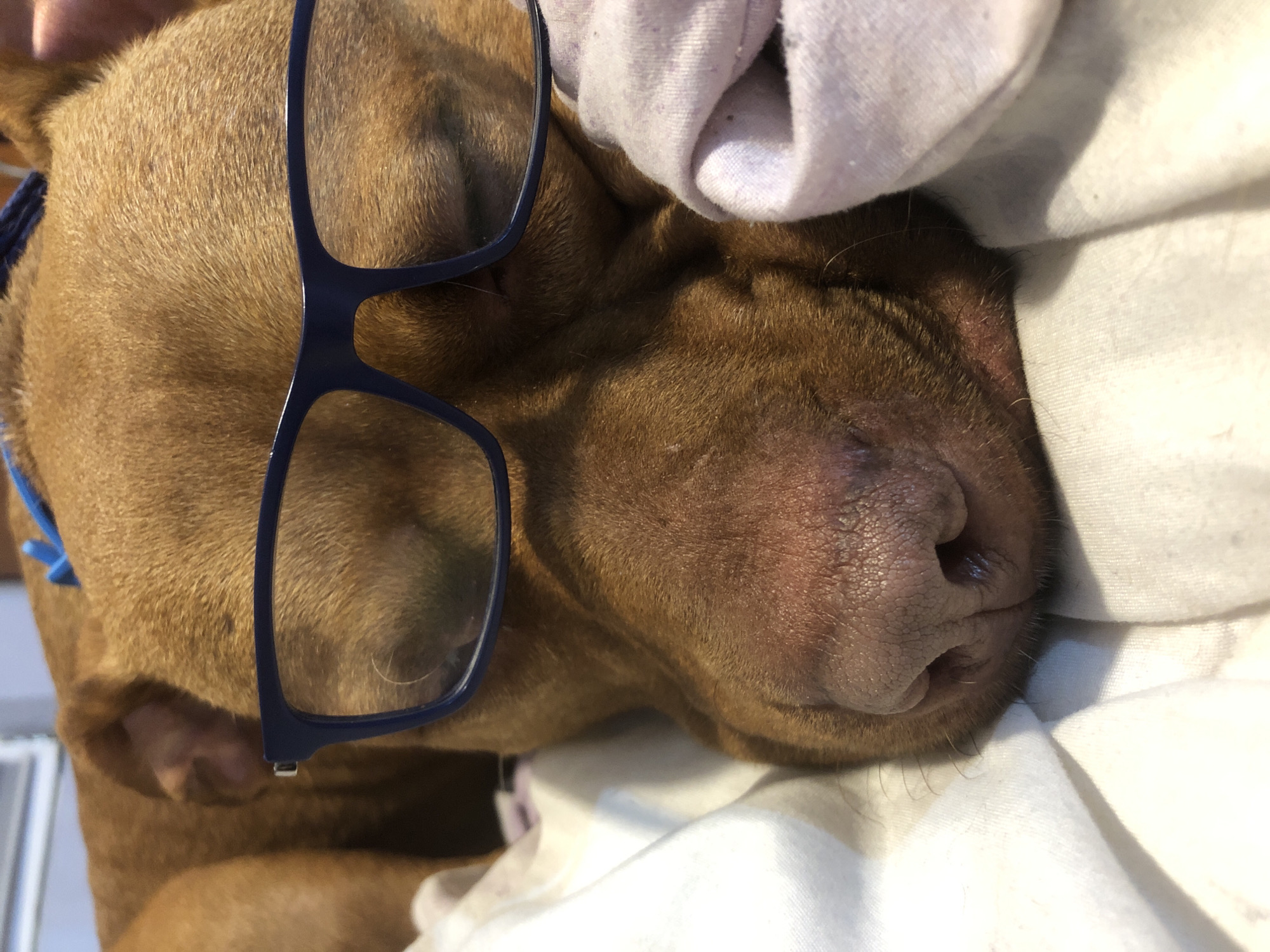 A close-up, angled shot shows a brown-coated dog lying on a white surface, possibly a bed. The dog is wearing blue-framed glasses askew on its face. Part of its head is partially covered with a crumpled light-colored fabric. The location is not discernible from the image.