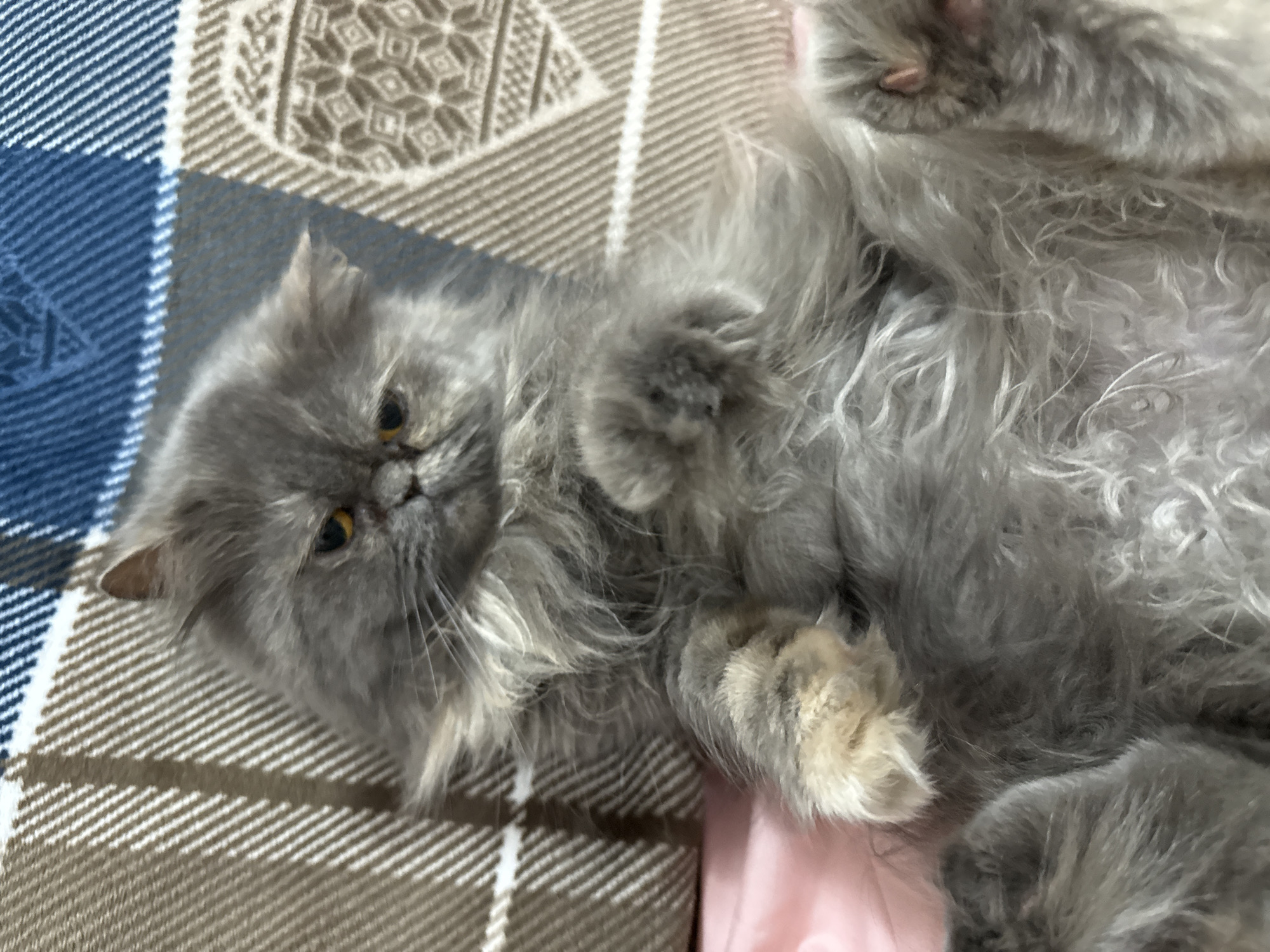 A gray long-haired cat with yellow eyes lies on its back on a blanket with a brown, beige, and blue plaid pattern. The cat's paws are curled up and it is looking at the camera. There is a hint of pink fabric visible under the cat. The location in the city of Burgas, Bulgaria is unknown.